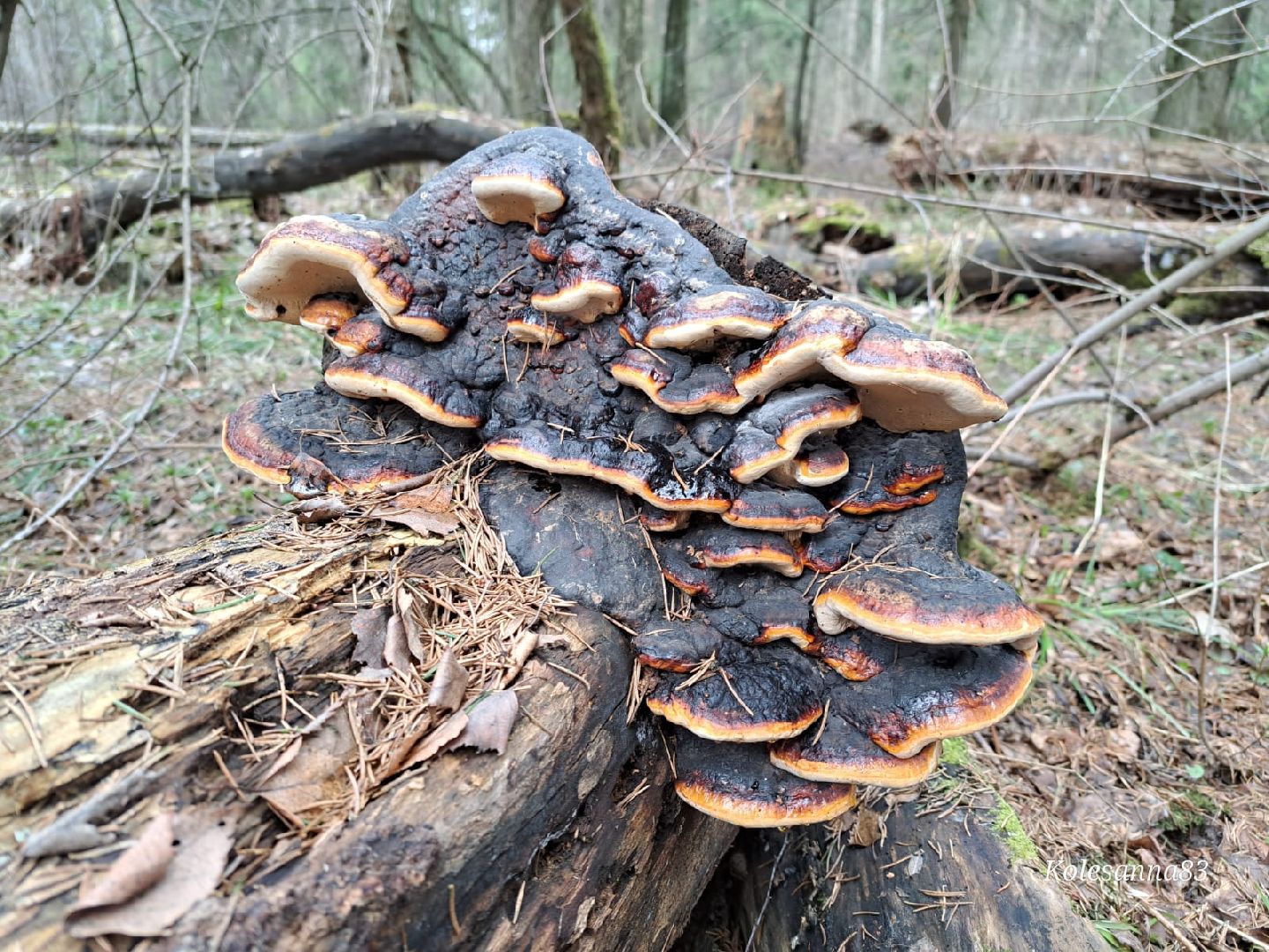 Грибы, Звенигород, Строчки, Саркосцифы