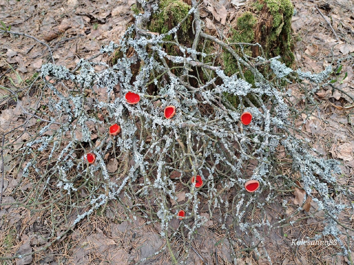 Грибы, Звенигород, Строчки, Саркосцифы