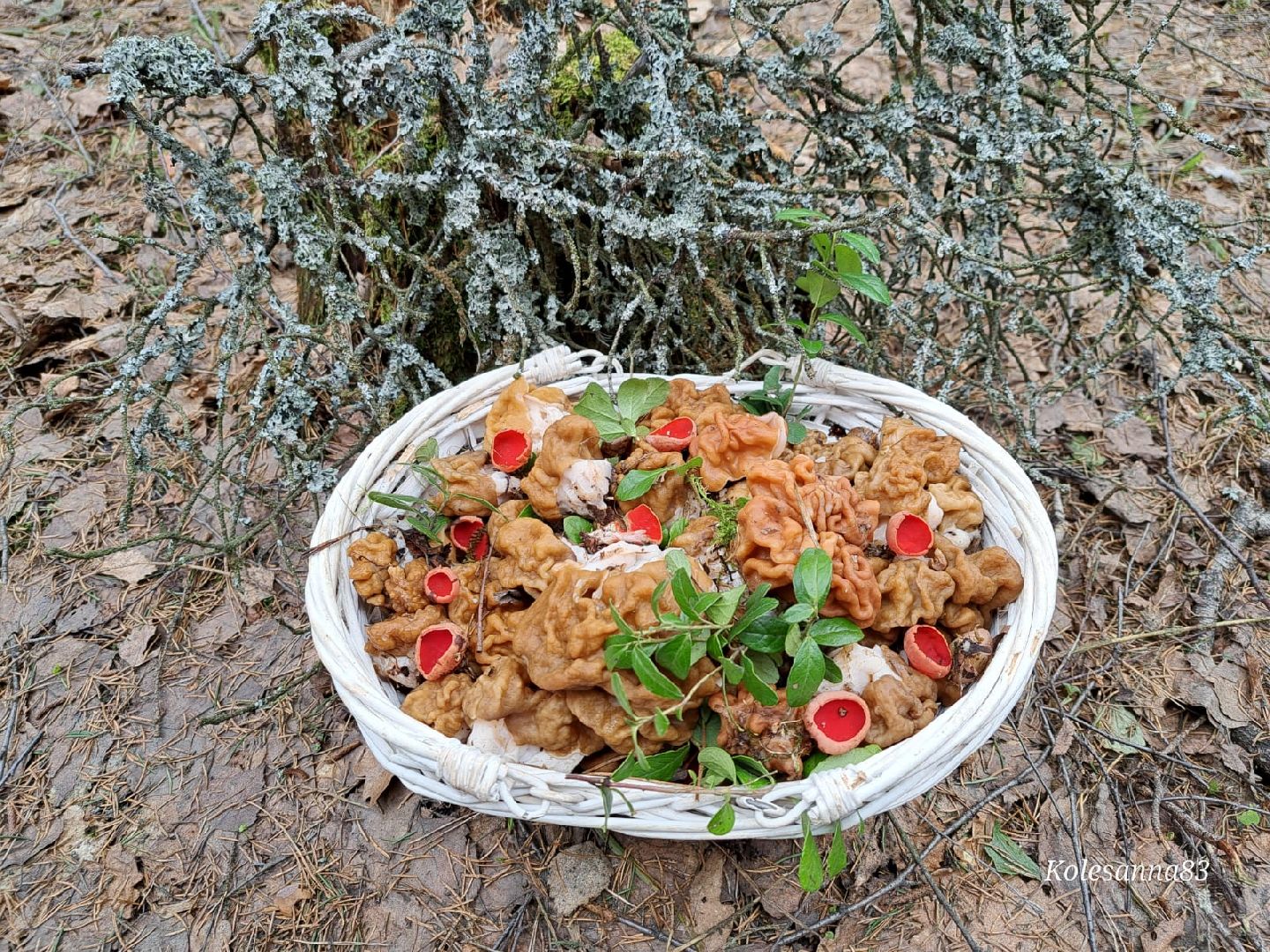 Грибы, Звенигород, Строчки, Саркосцифы