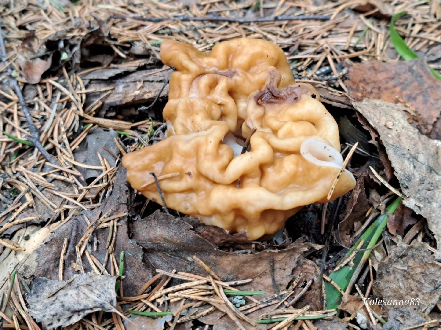 Грибы, Звенигород, Строчки, Саркосцифы