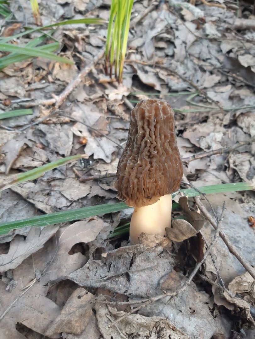 Грибы, Звенигород, Строчки, Саркосцифы