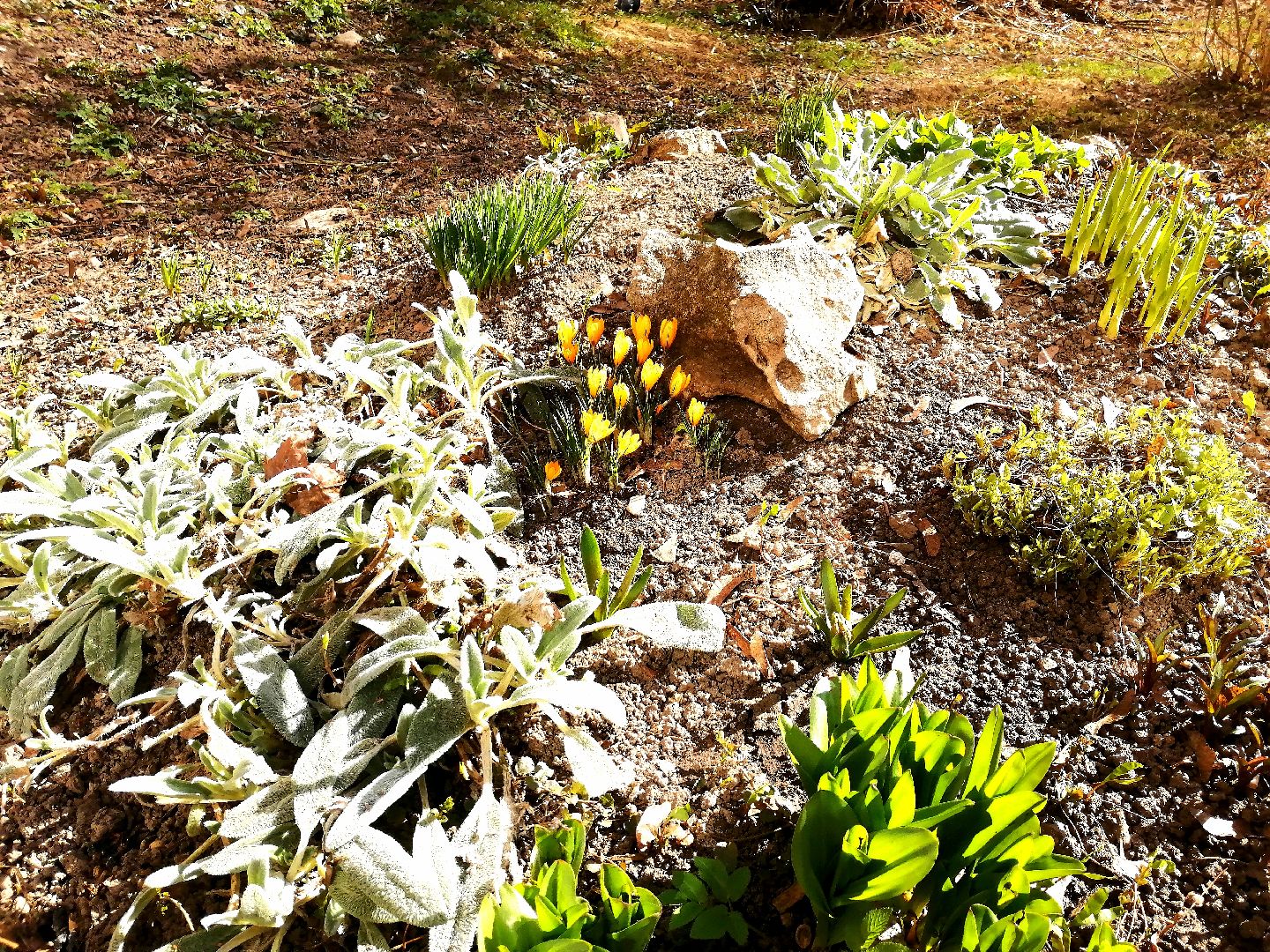 цветы, весна, перемены, Протвино, крокусы