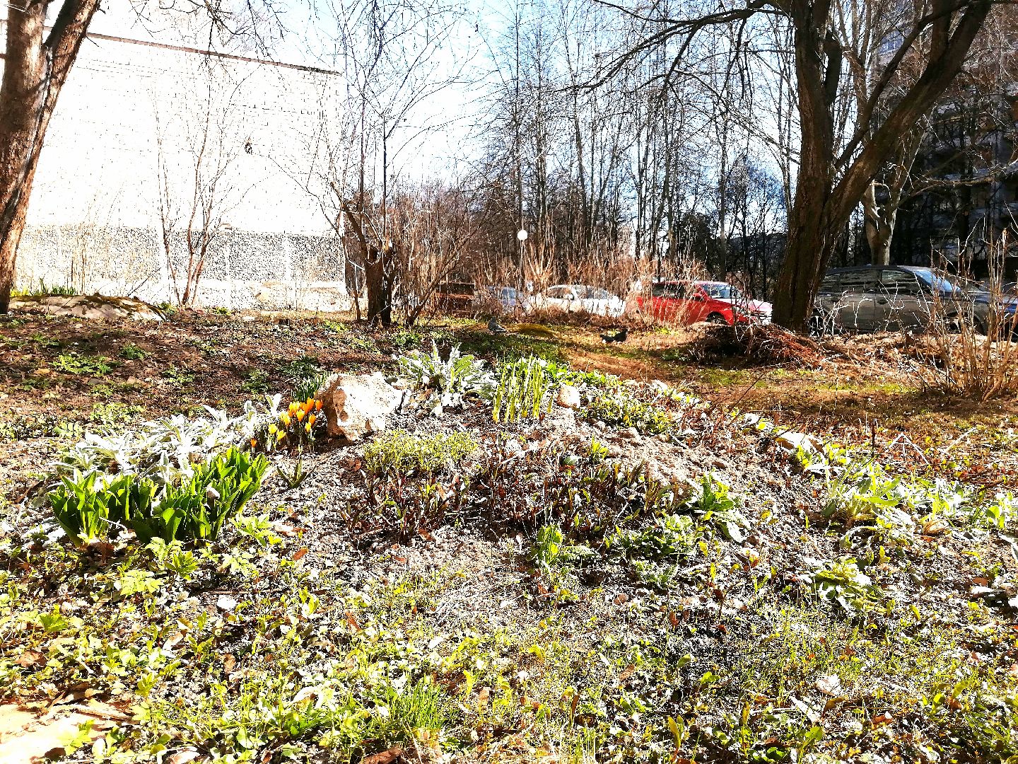 цветы, весна, перемены, Протвино, крокусы