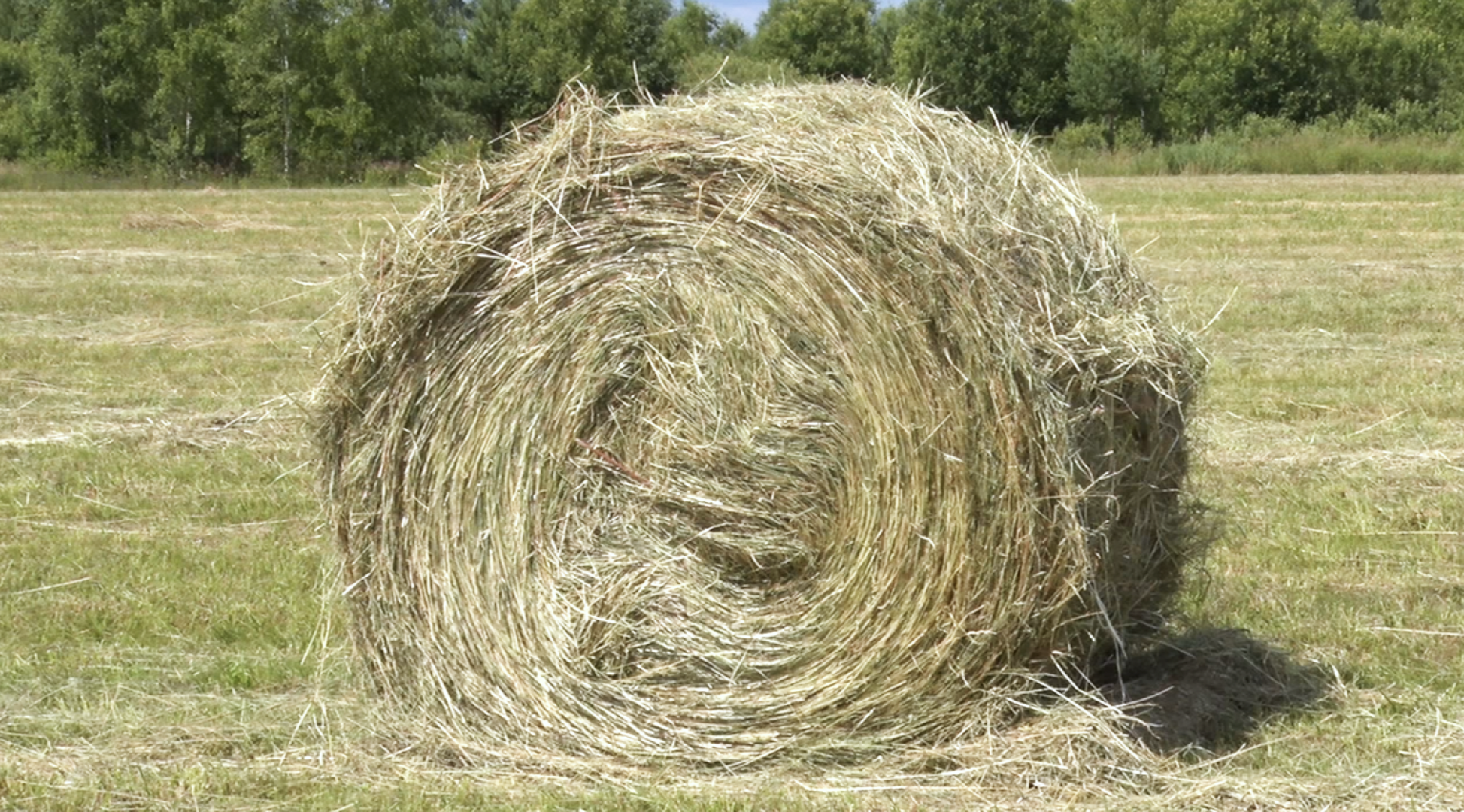 Клин, общество, экономика, сельское хозяйство, животные,