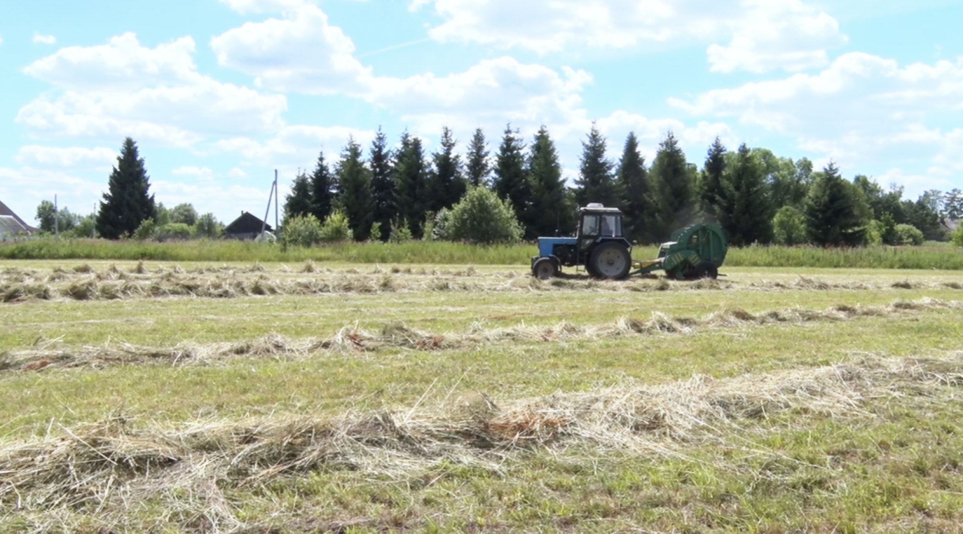 Клин, общество, экономика, сельское хозяйство, животные,