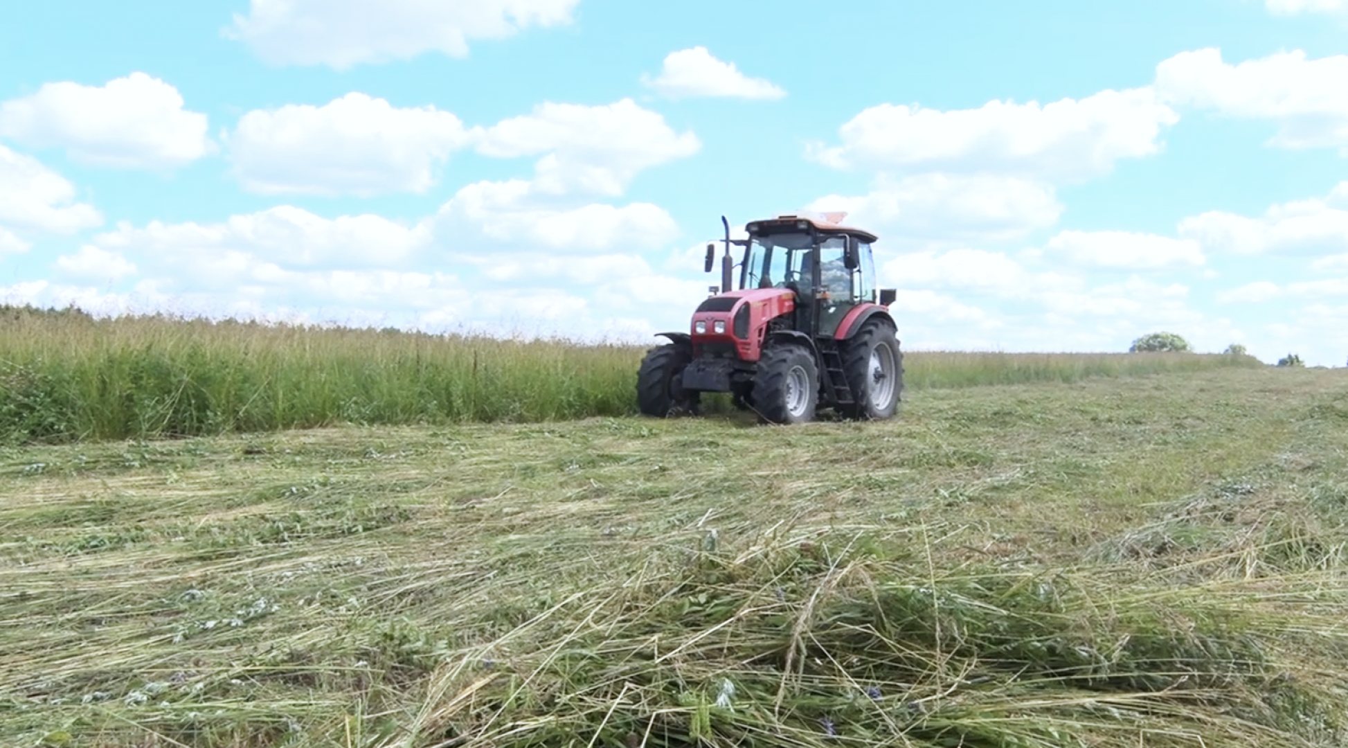 Клин, общество, экономика, сельское хозяйство, животные,