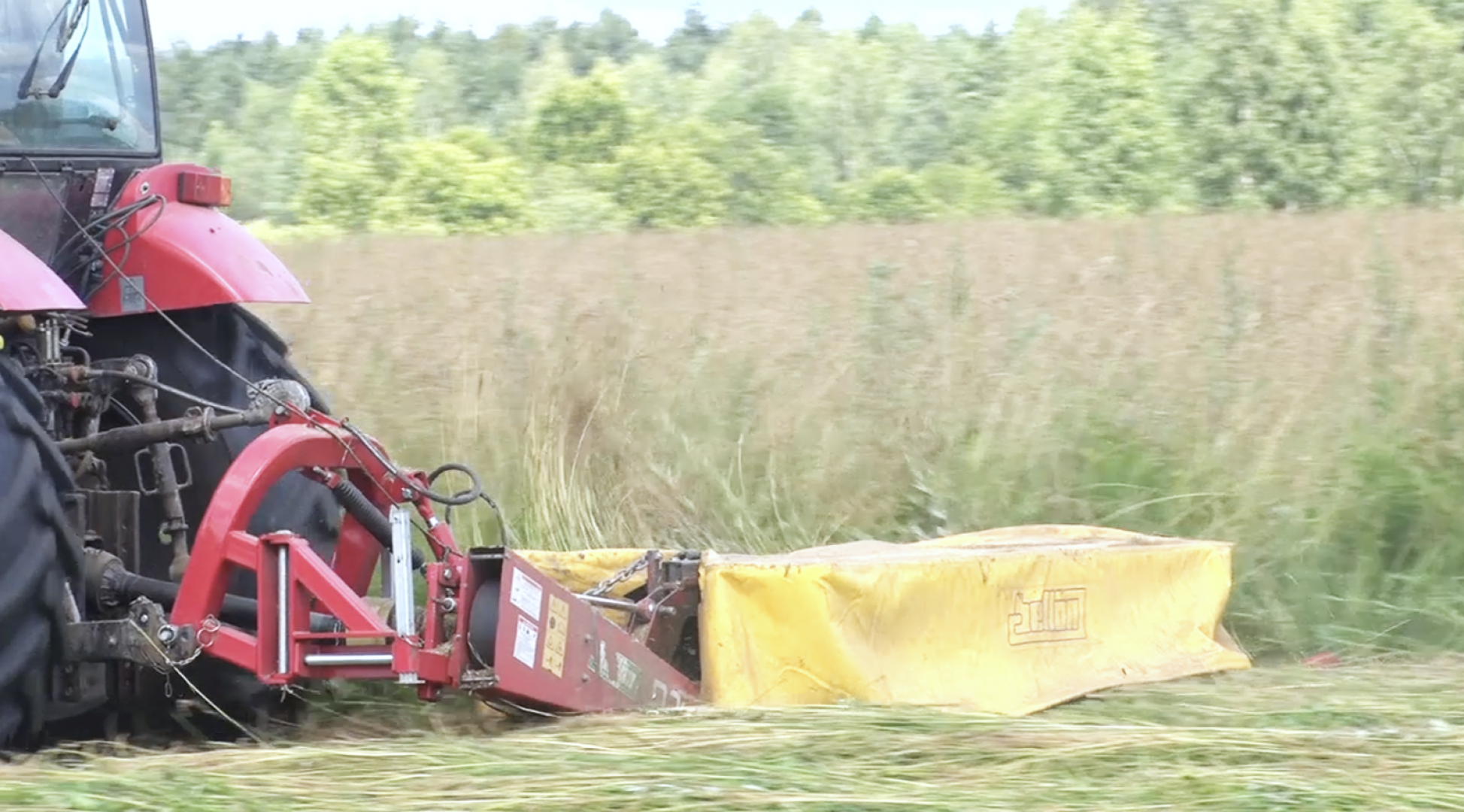 Клин, общество, экономика, сельское хозяйство, животные,