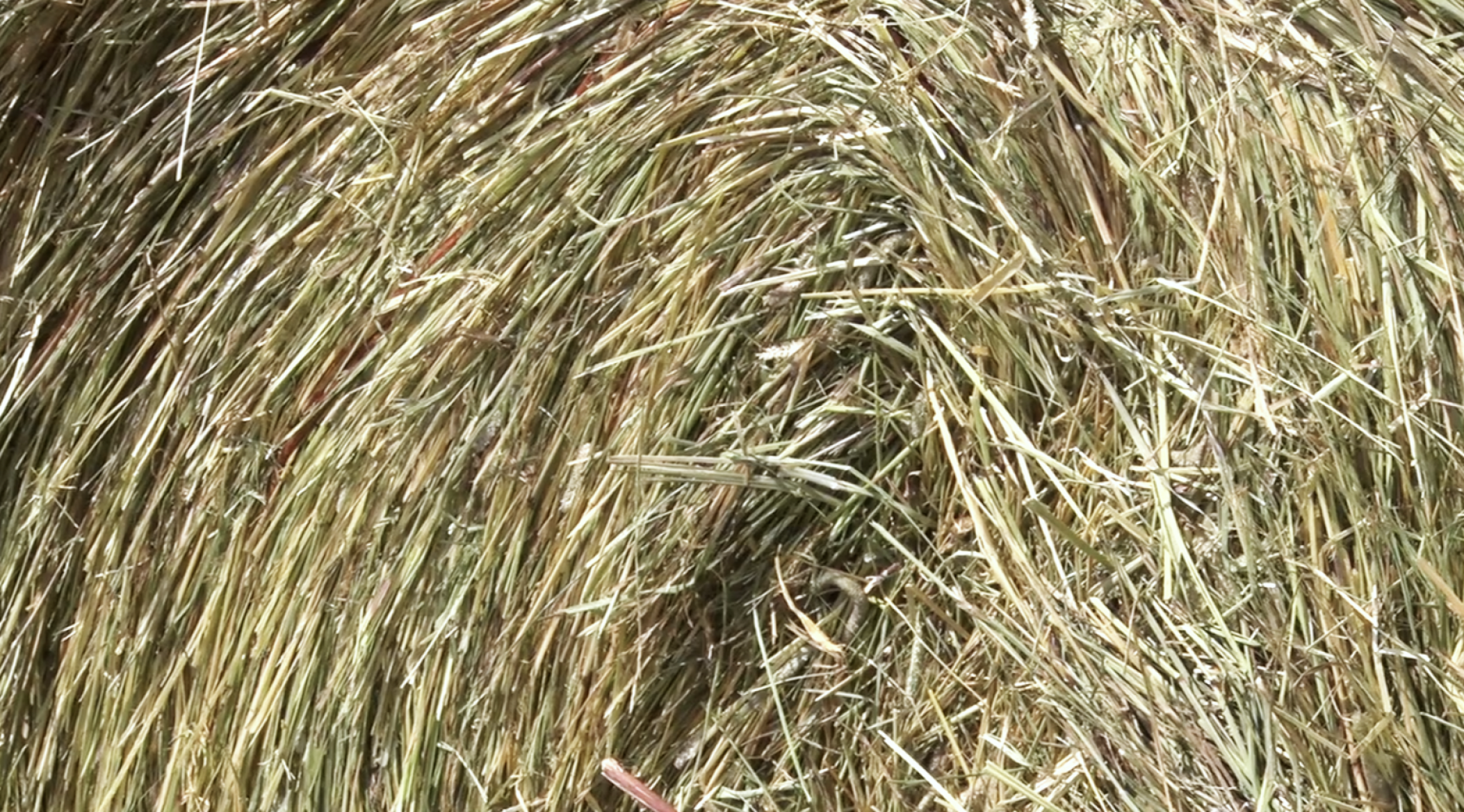 Клин, общество, экономика, сельское хозяйство, животные,