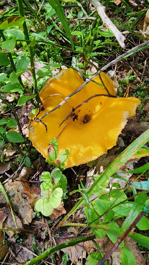 грибной сезон, Рошаль, лес,грибы, го Шатура,