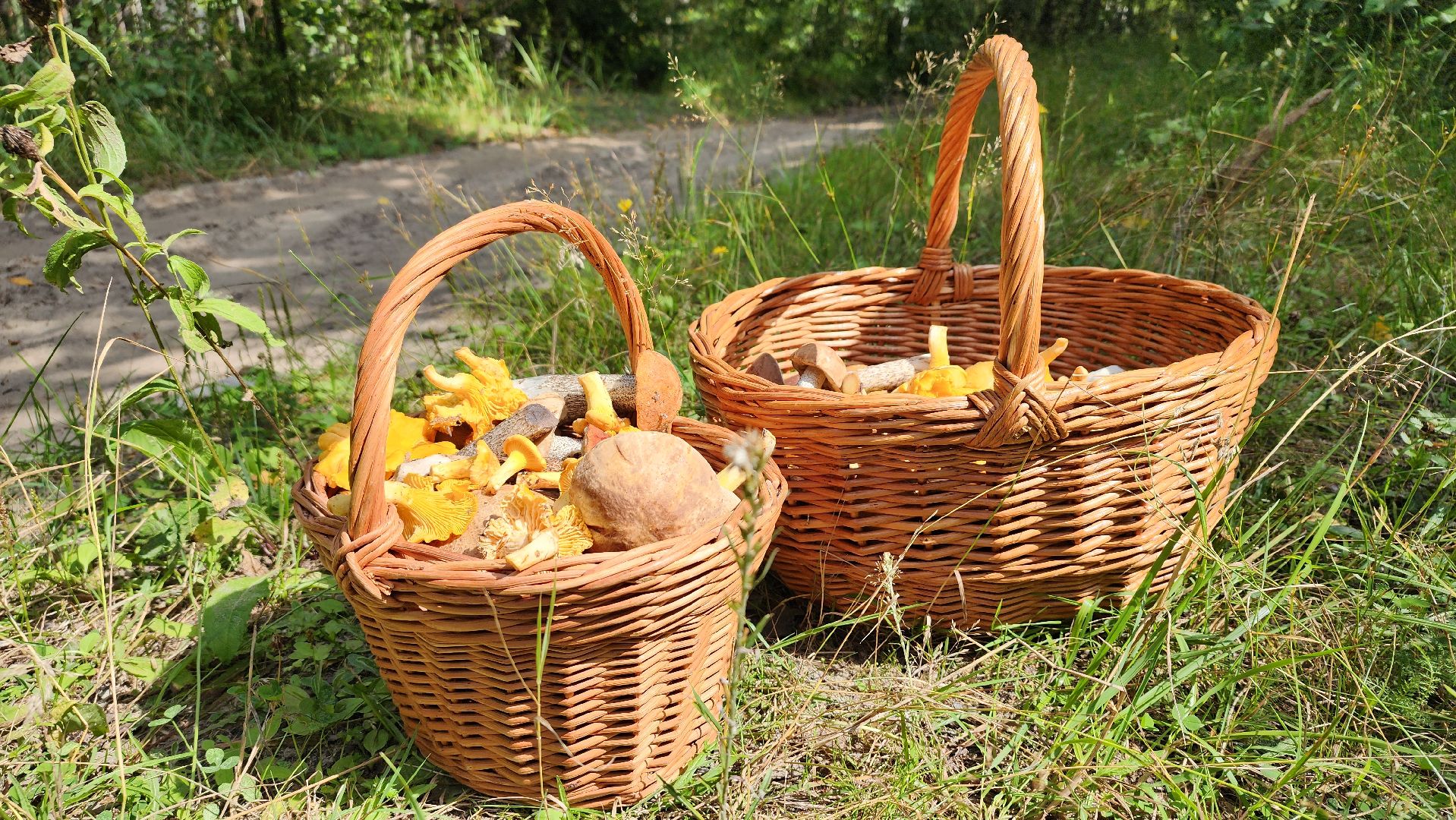 грибной сезон, Рошаль, лес,грибы, го Шатура,