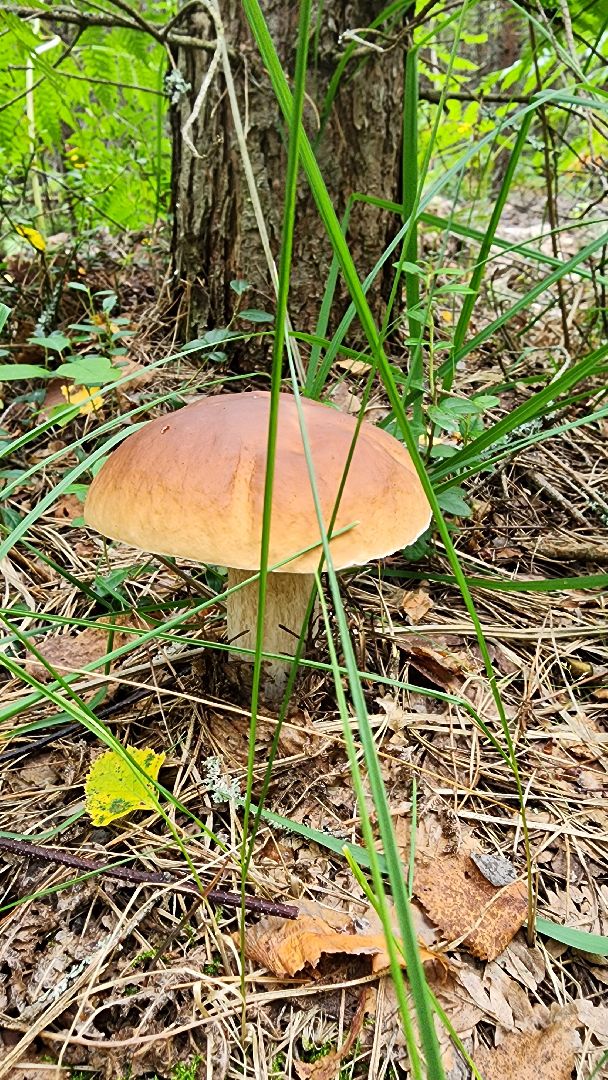 грибной сезон, Рошаль, лес,грибы, го Шатура,