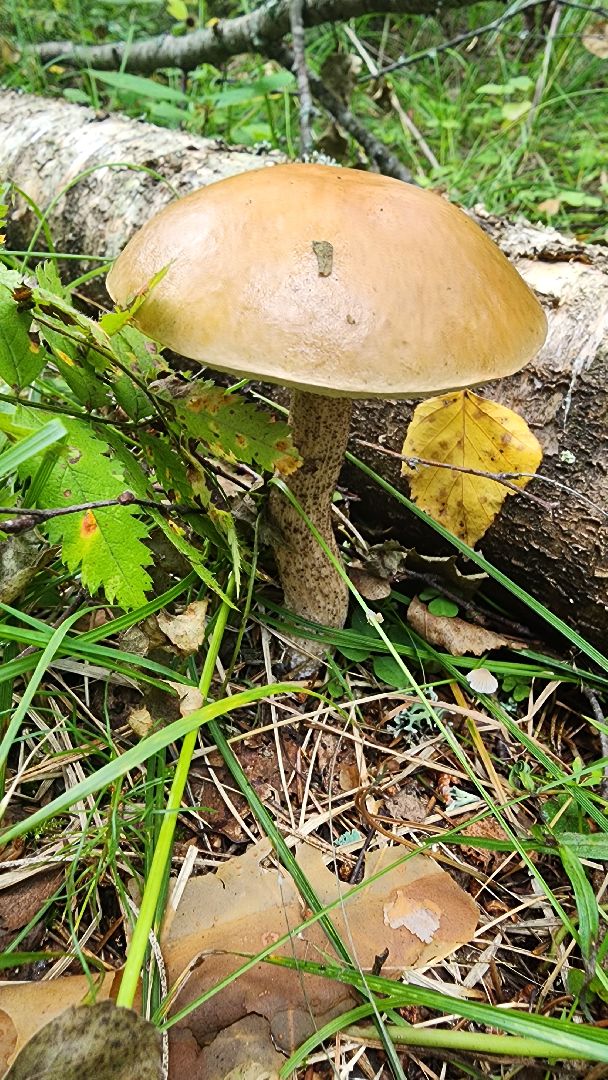 грибной сезон, Рошаль, лес,грибы, го Шатура,