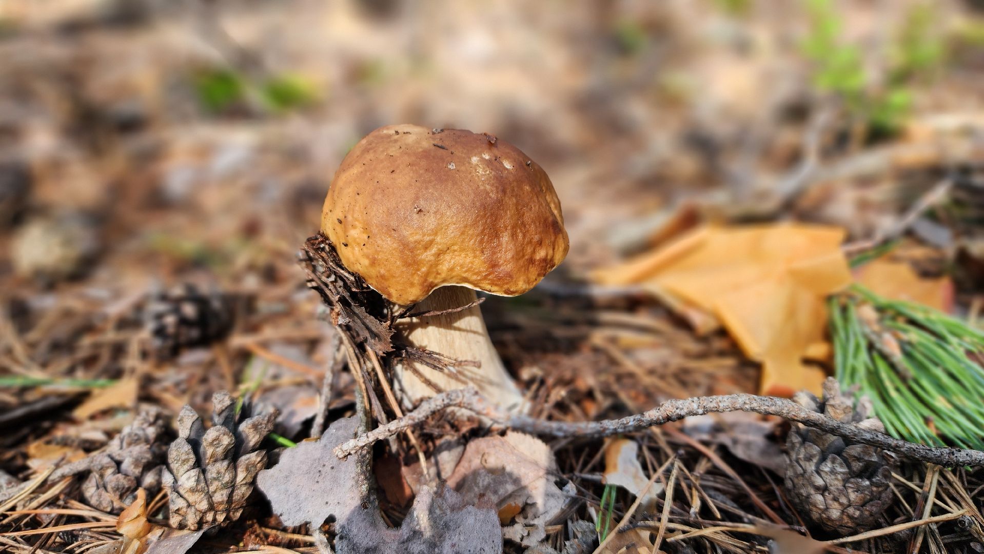 грибной сезон, Рошаль, лес,грибы, го Шатура,