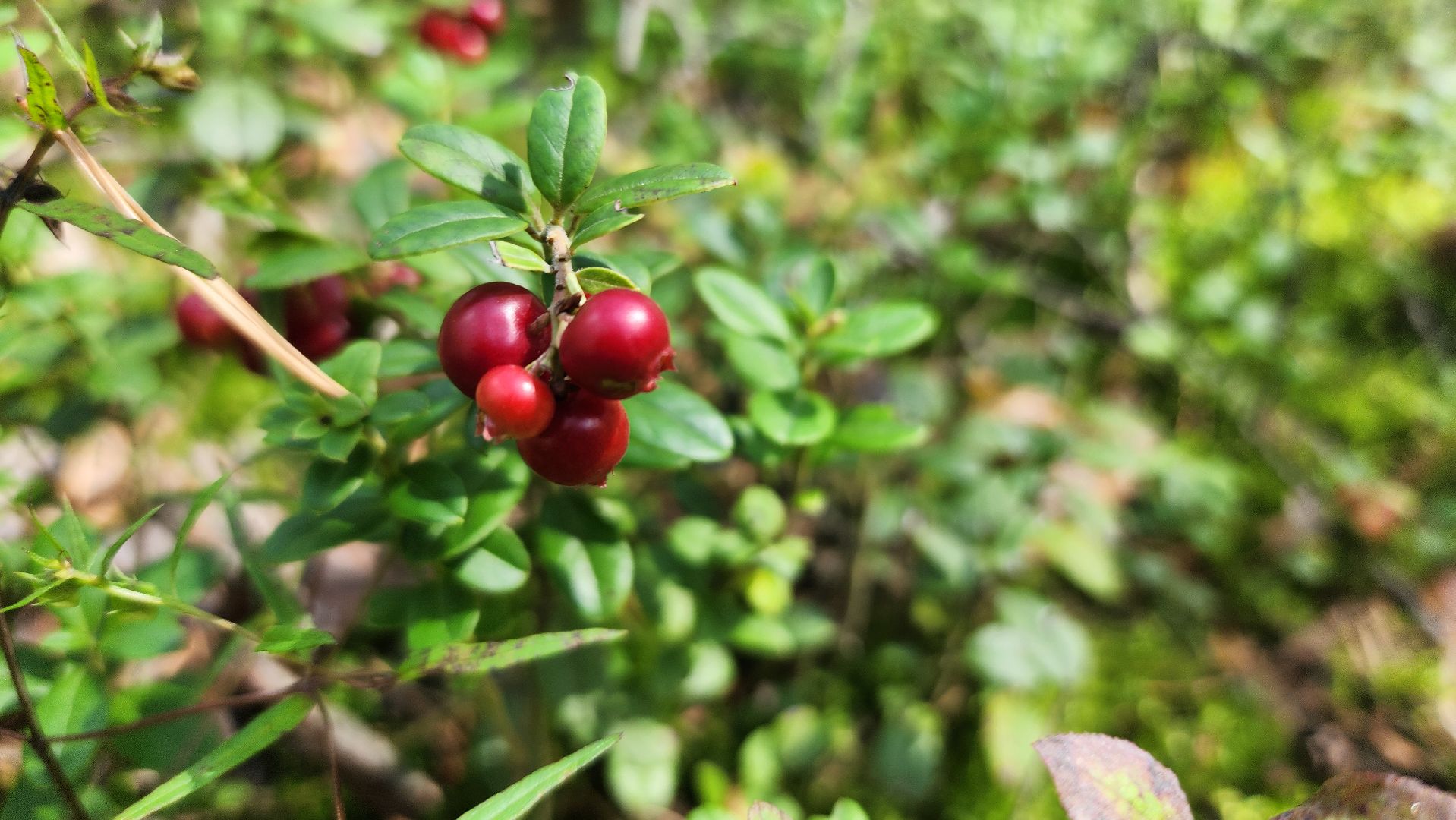 грибной сезон, Рошаль, лес,грибы, го Шатура,