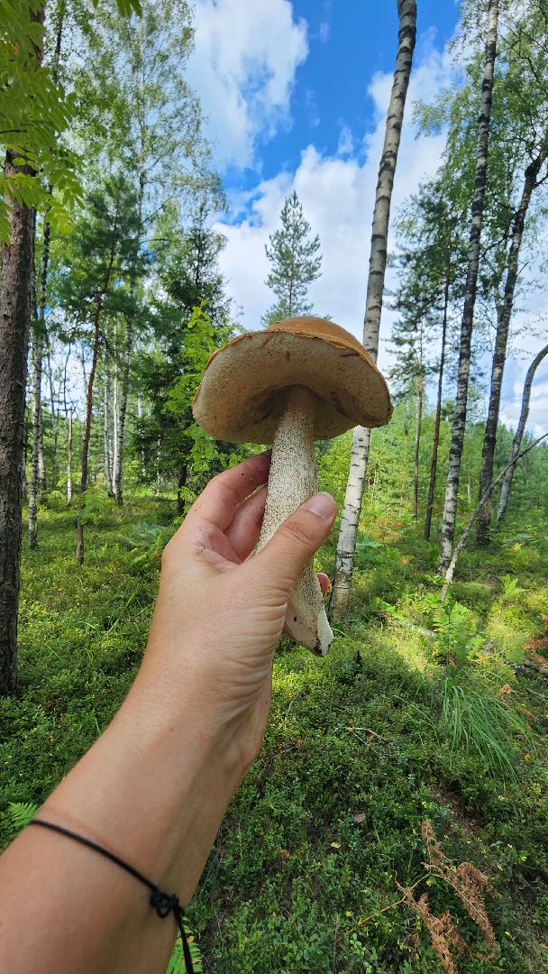 грибной сезон, Рошаль, лес,грибы, го Шатура,