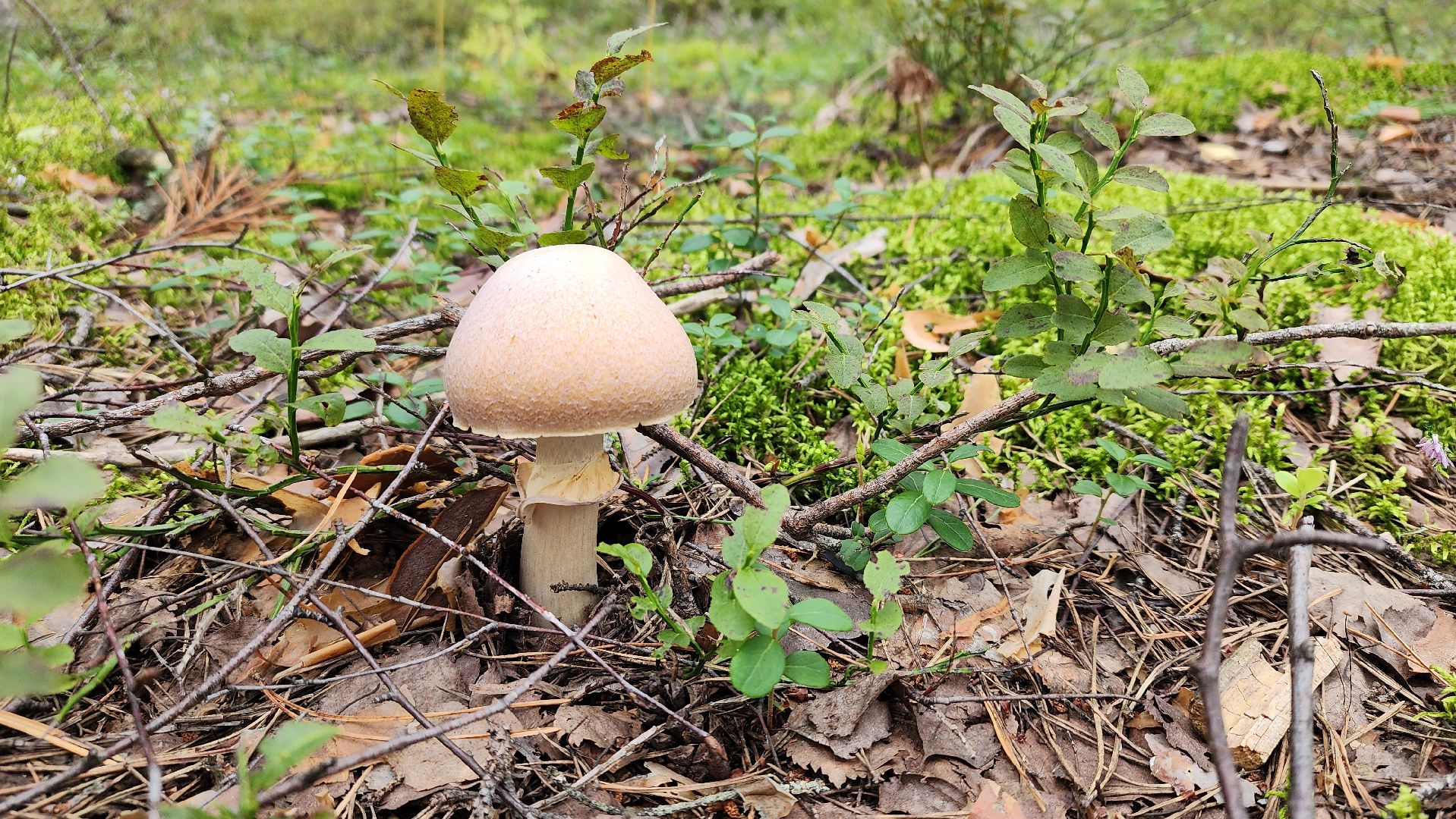 грибной сезон, Рошаль, лес,грибы, го Шатура,