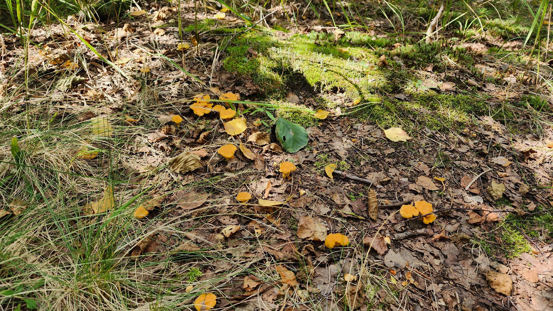 грибной сезон, Рошаль, лес,грибы, го Шатура,