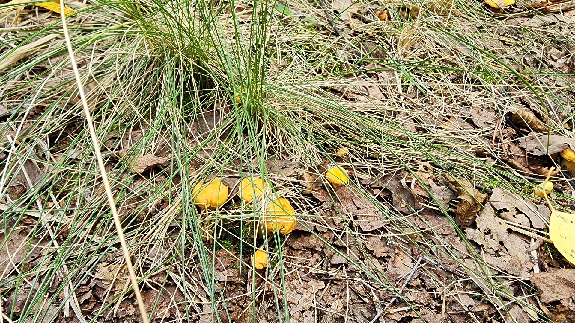 грибной сезон, Рошаль, лес,грибы, го Шатура,