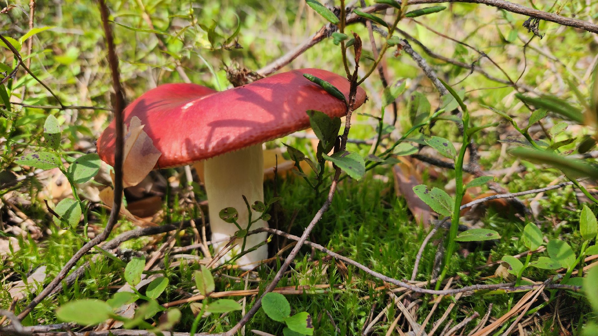 грибной сезон, Рошаль, лес,грибы, го Шатура,