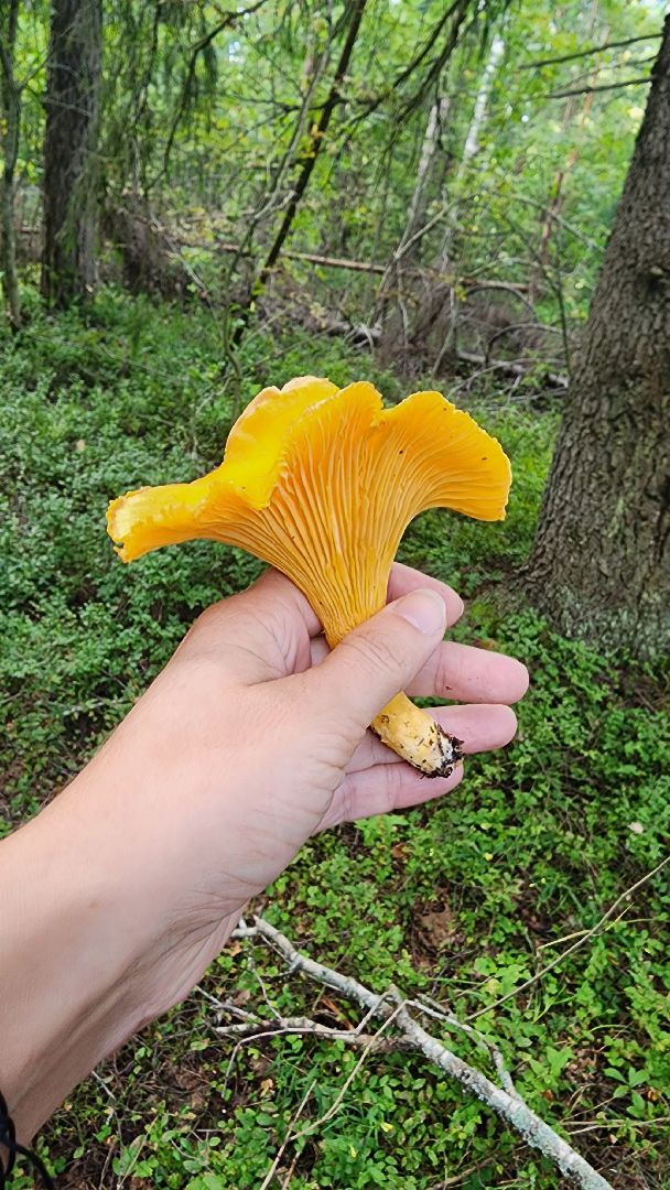 грибной сезон, Рошаль, лес,грибы, го Шатура,