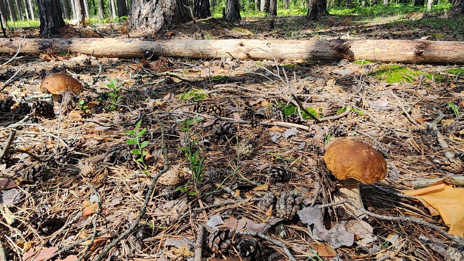 грибной сезон, Рошаль, лес,грибы, го Шатура,