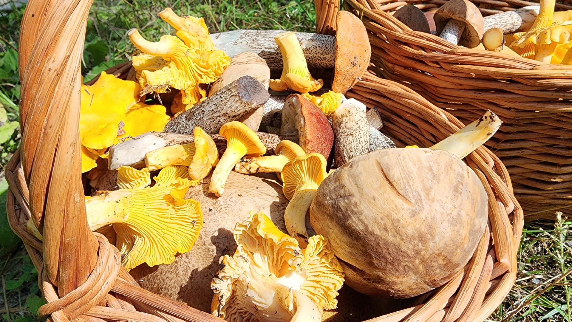 грибной сезон, Рошаль, лес,грибы, го Шатура,