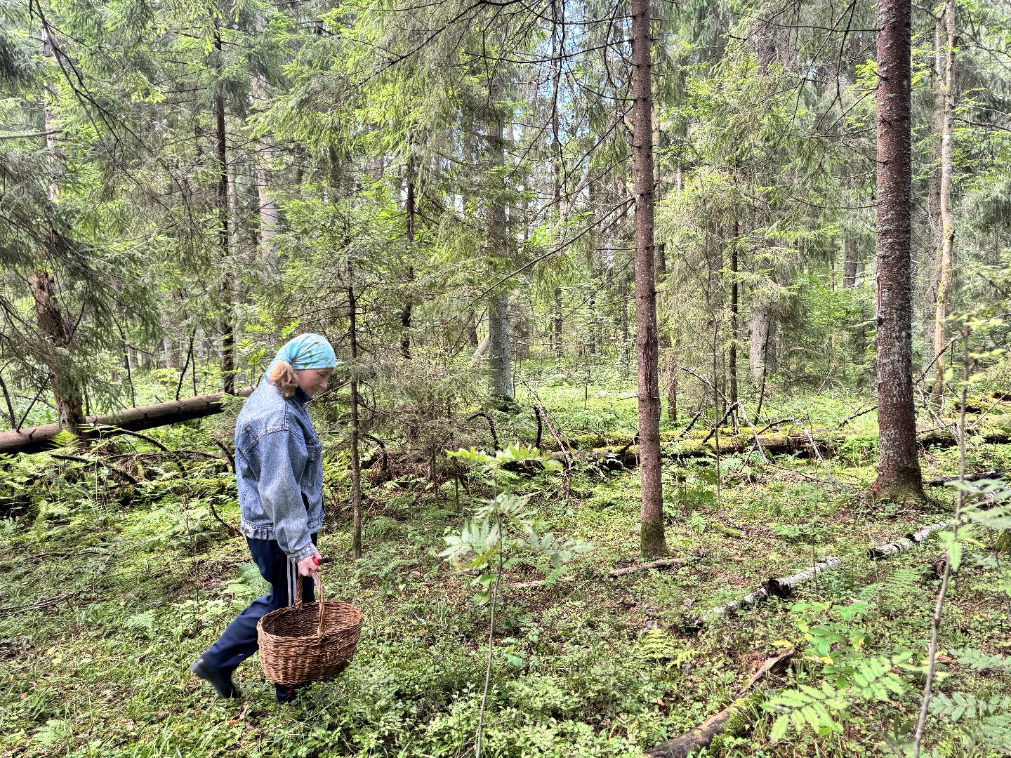 шаховская, грибы, грибы в лесу, грибной сезон,