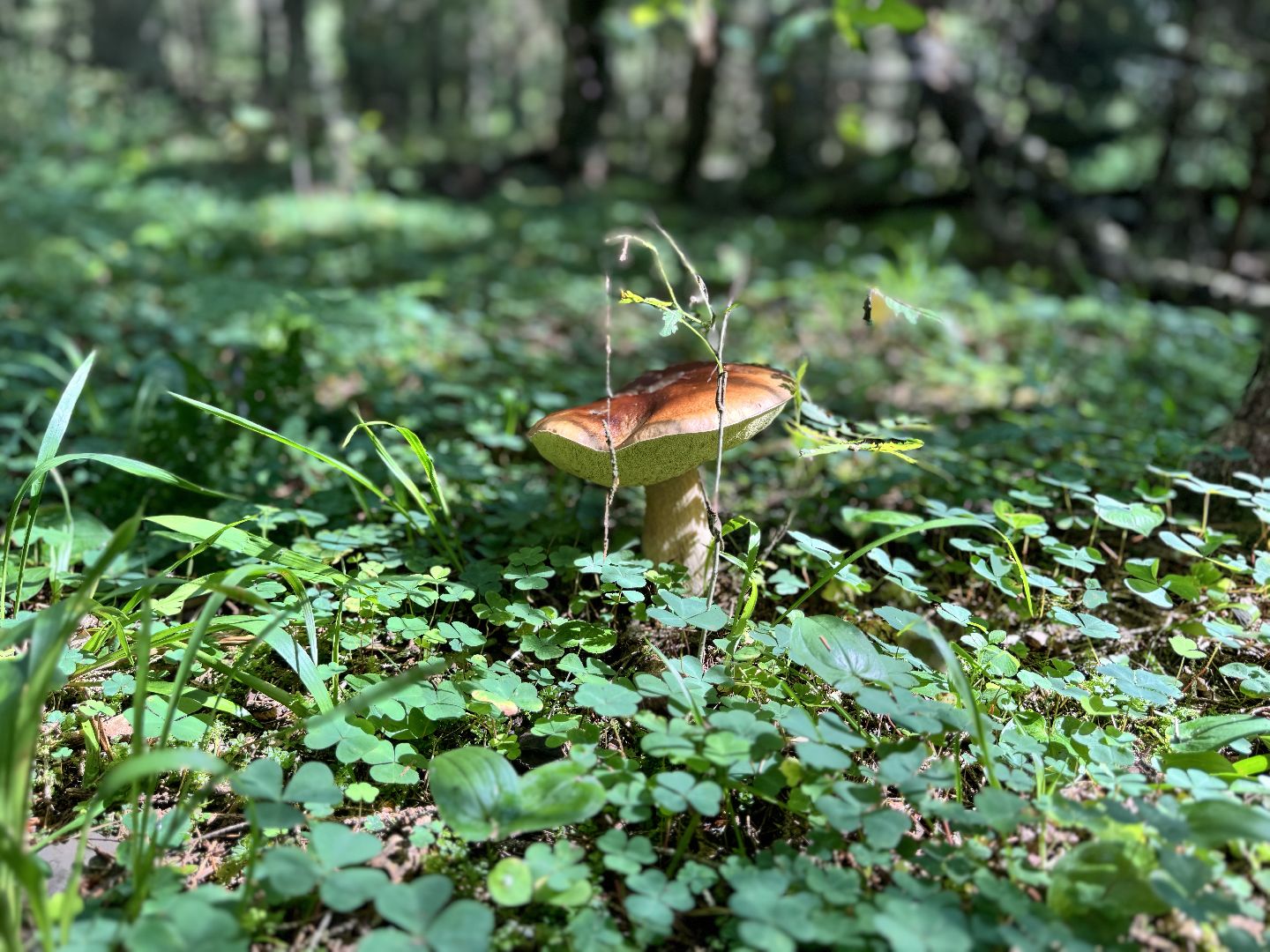 шаховская, грибы, грибы в лесу, грибной сезон,
