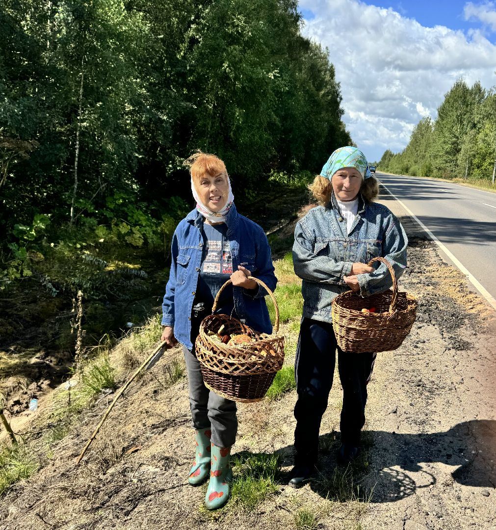 шаховская, грибы, грибы в лесу, грибной сезон,