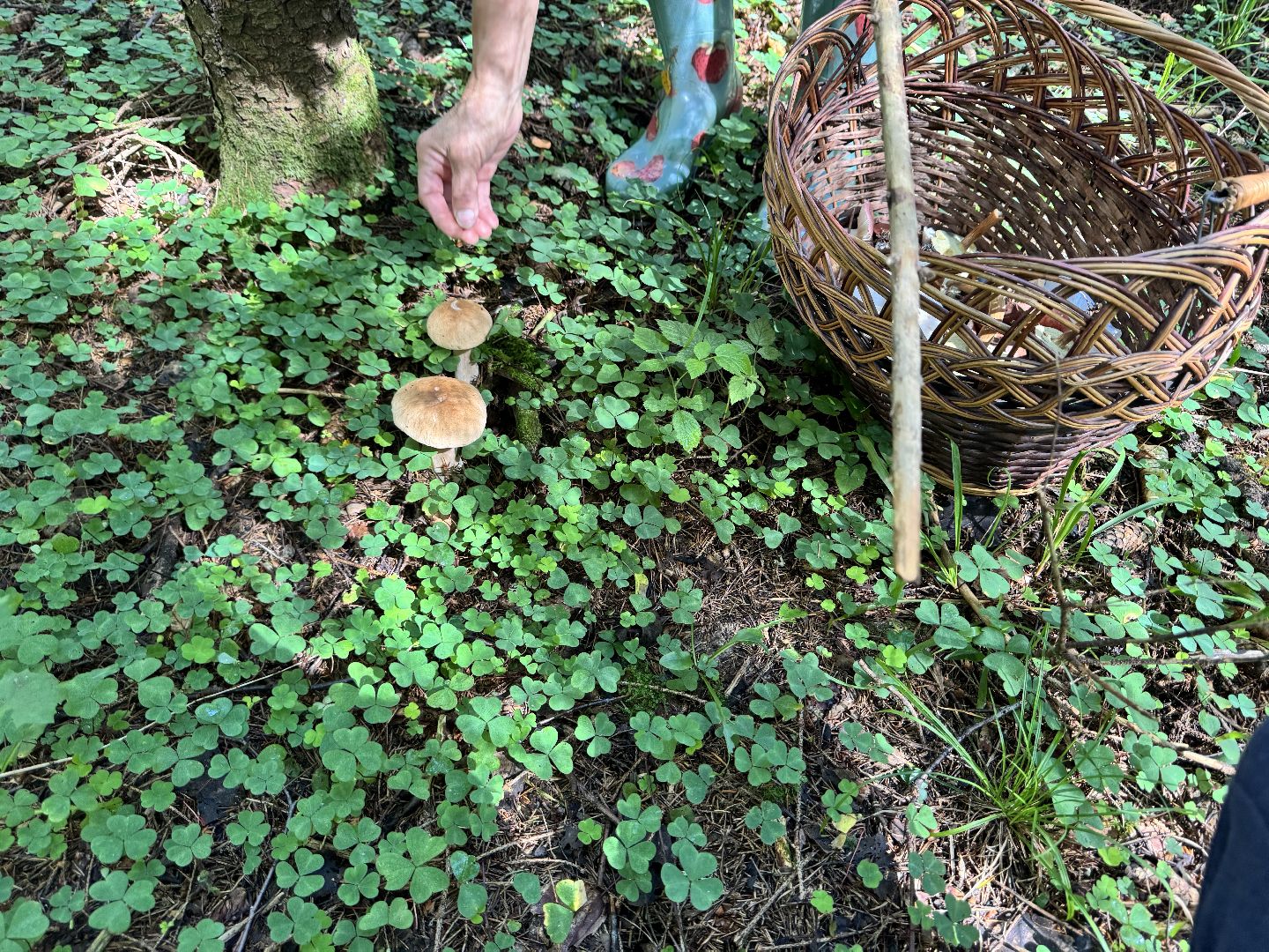шаховская, грибы, грибы в лесу, грибной сезон,