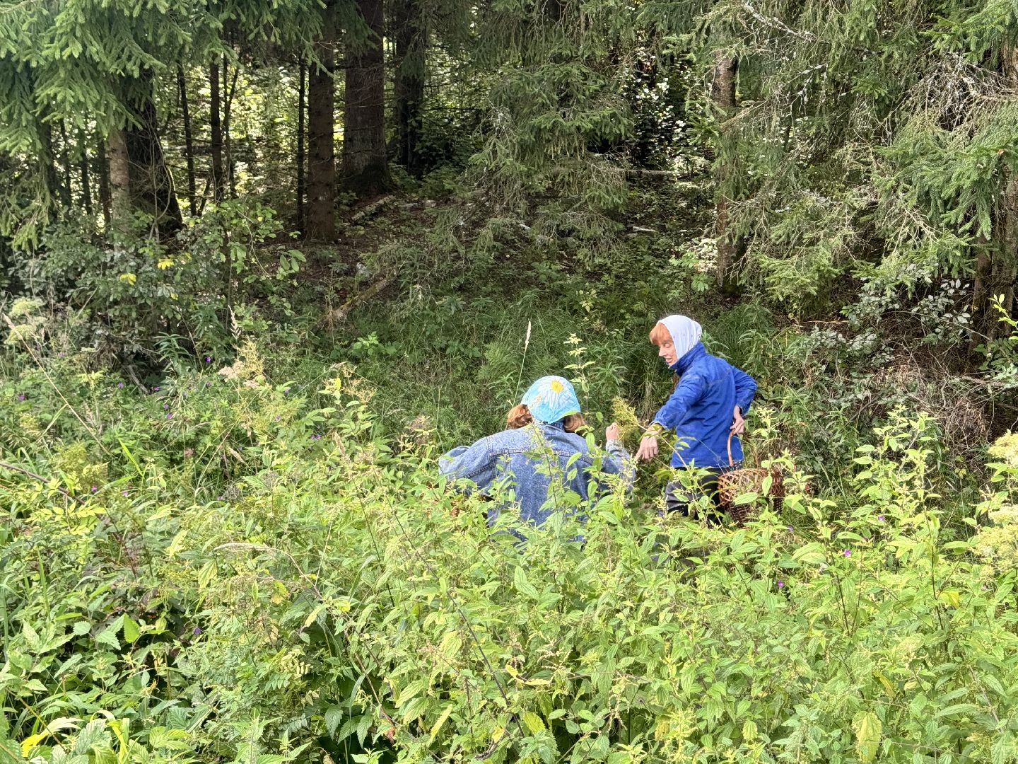 шаховская, грибы, грибы в лесу, грибной сезон,