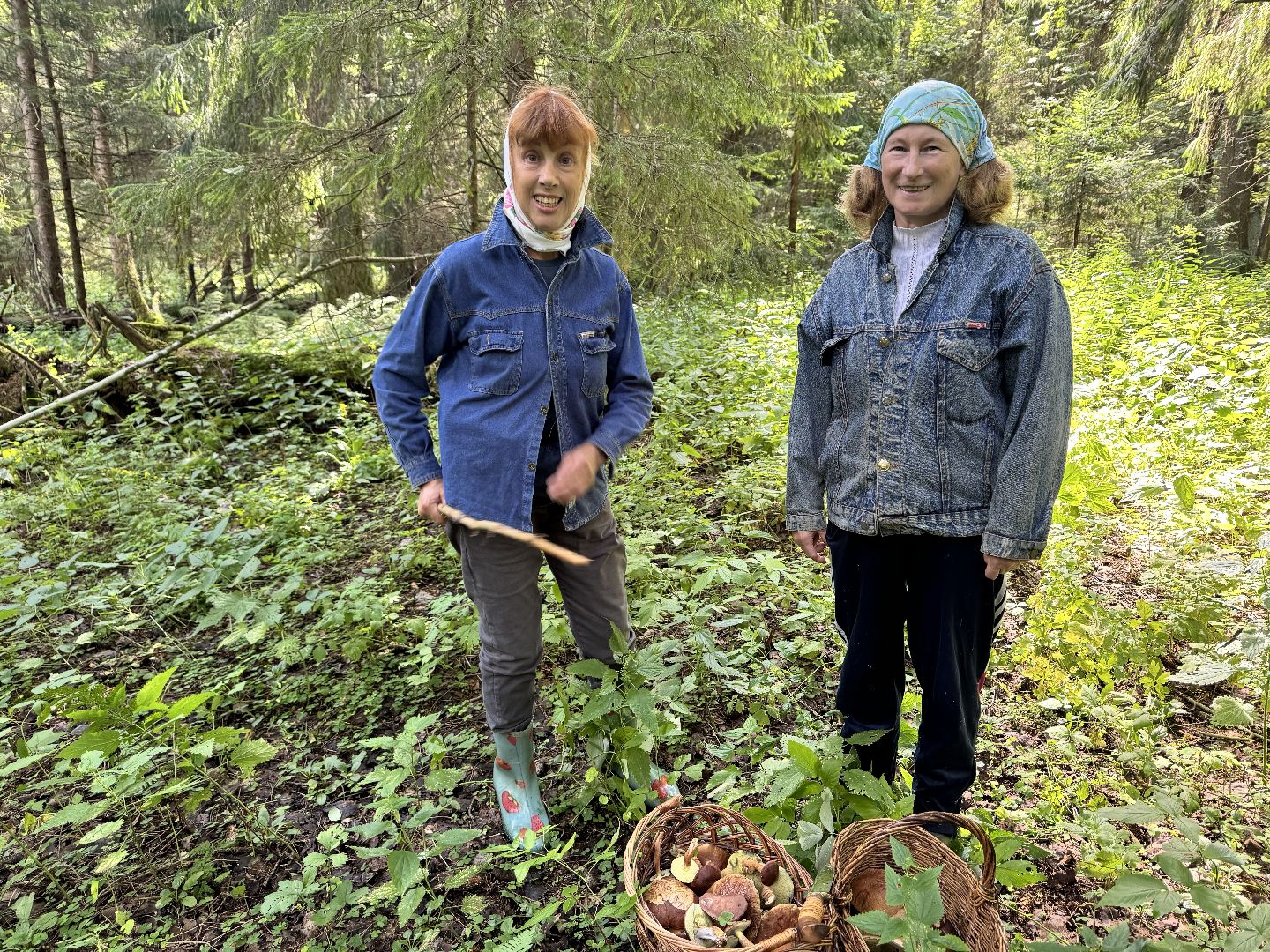 шаховская, грибы, грибы в лесу, грибной сезон,