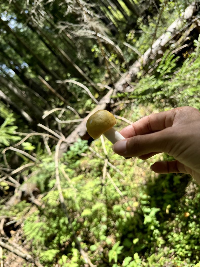 шаховская, грибы, грибы в лесу, грибной сезон,