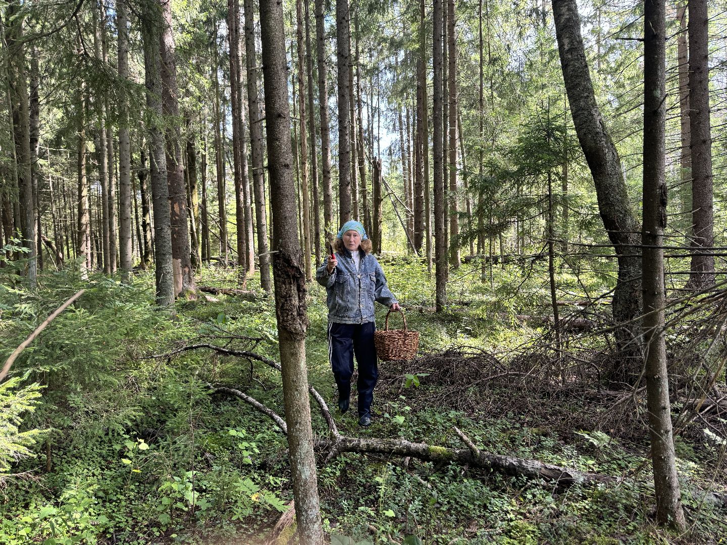 шаховская, грибы, грибы в лесу, грибной сезон,