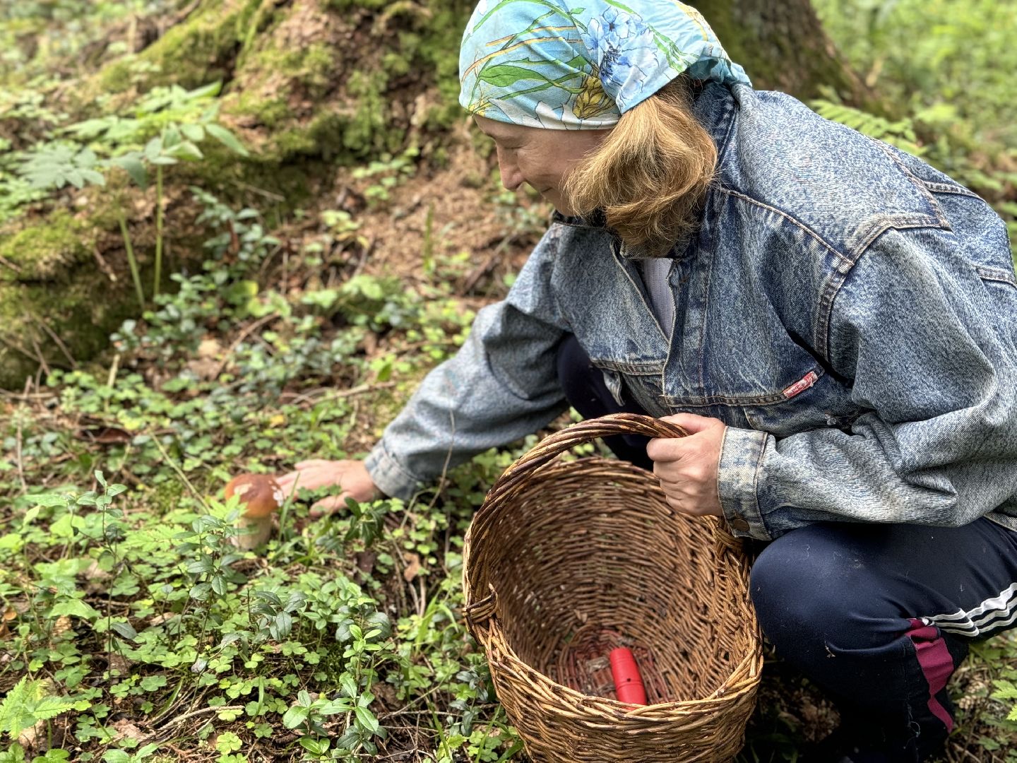 шаховская, грибы, грибы в лесу, грибной сезон,