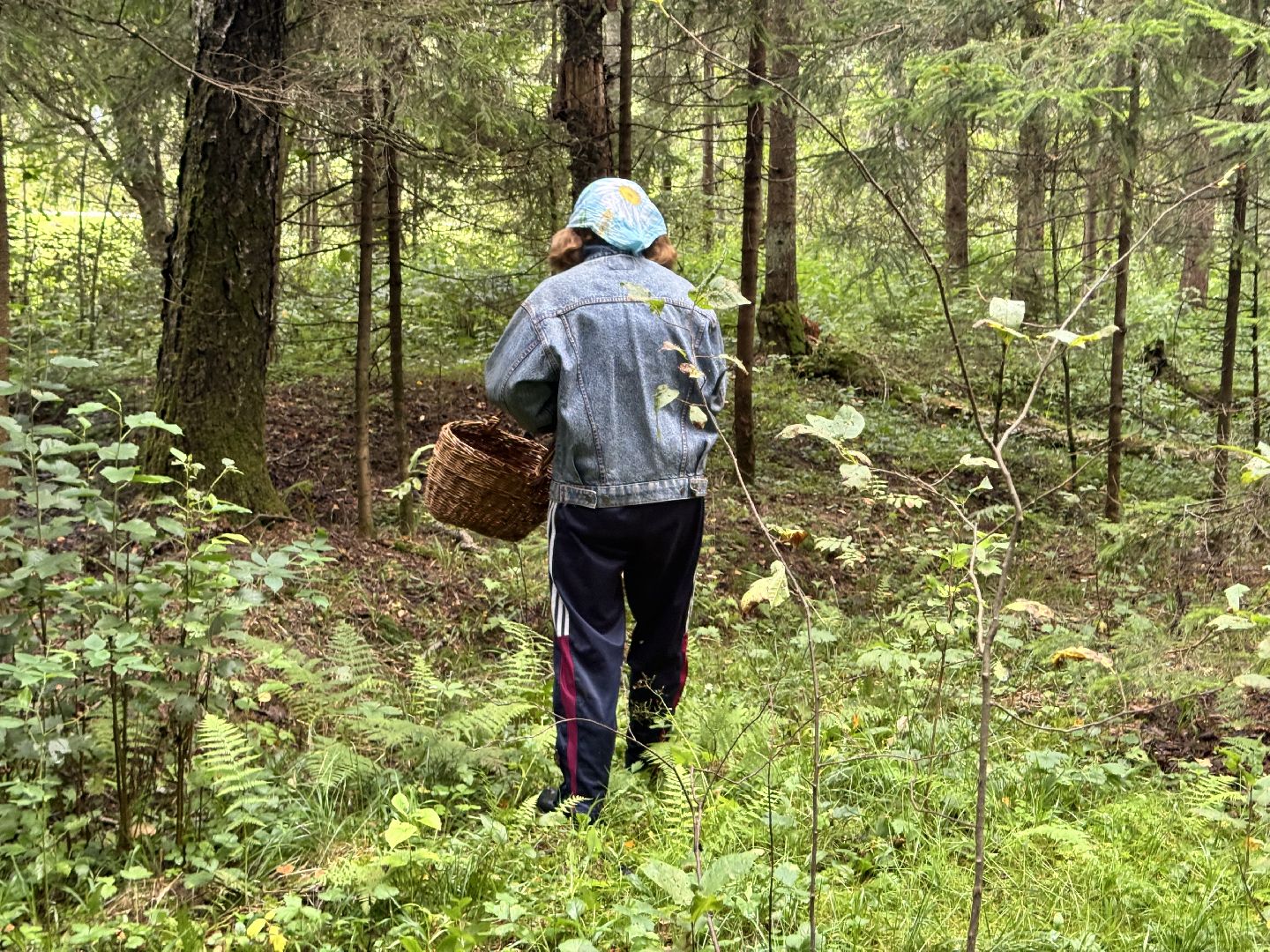 шаховская, грибы, грибы в лесу, грибной сезон,