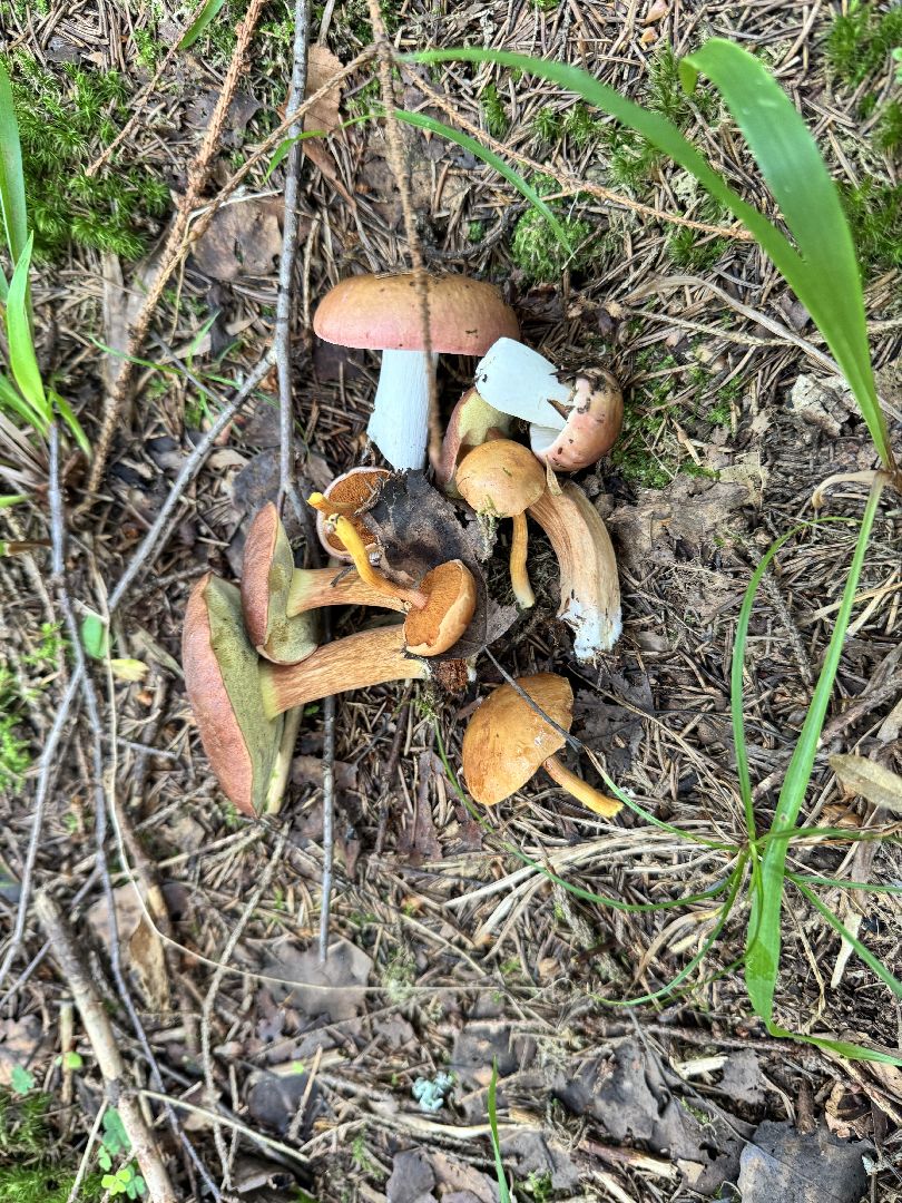 шаховская, грибы, грибы в лесу, грибной сезон,