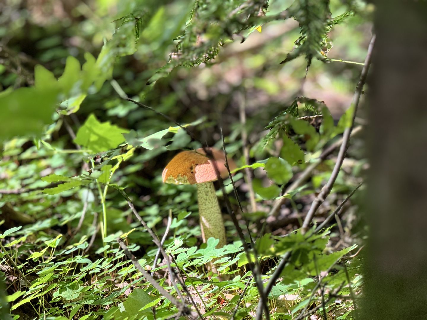 шаховская, грибы, грибы в лесу, грибной сезон,