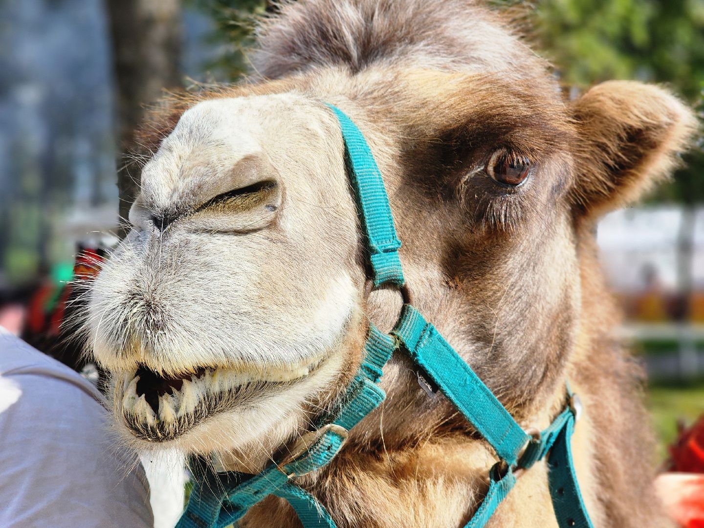 тучково, день тучково, 120 лет тучково, культура, руза, рузский городской округ, праздник,