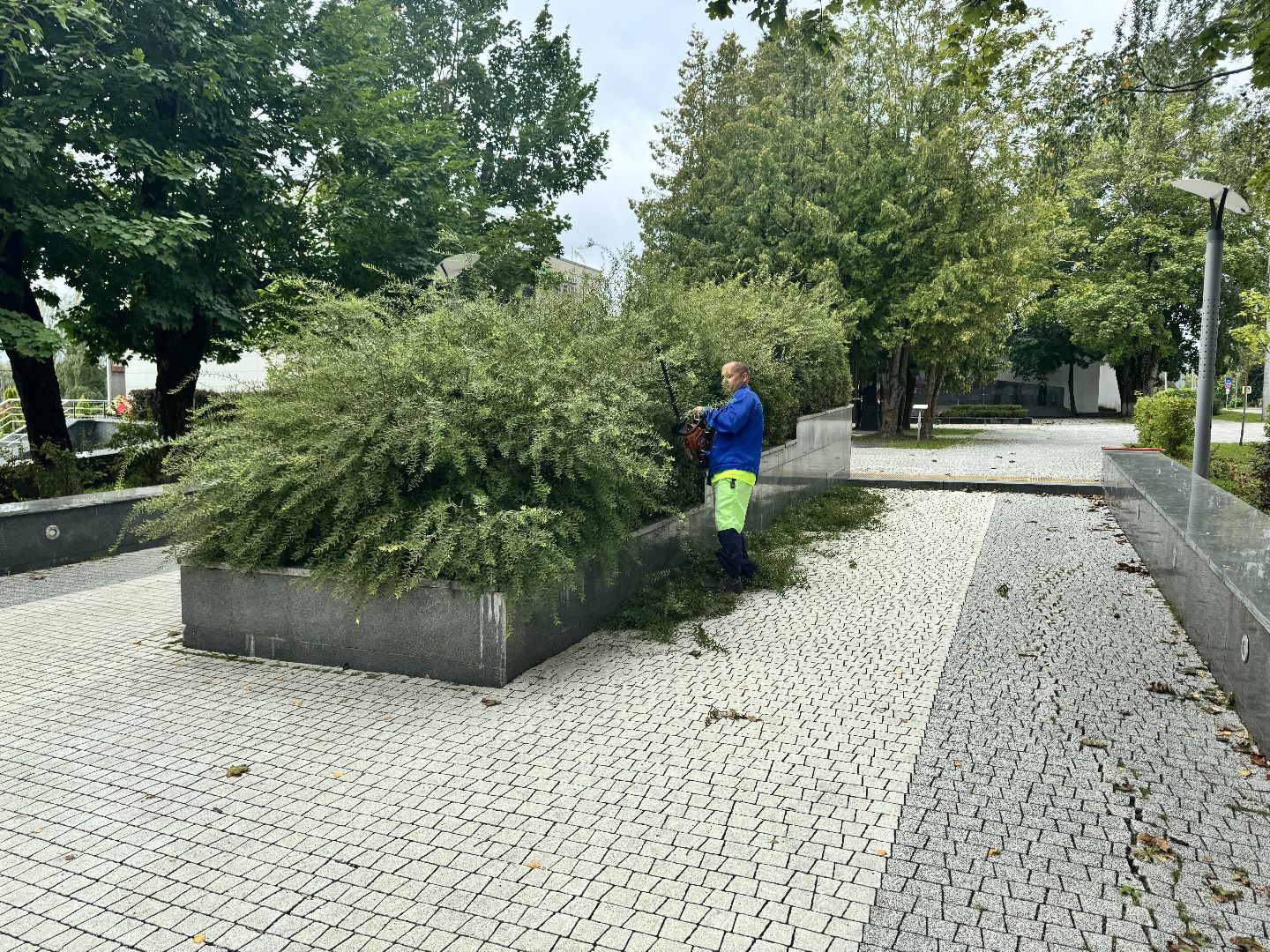 Шаховская, шаховская, благоуйстройство, подрезка кустов,