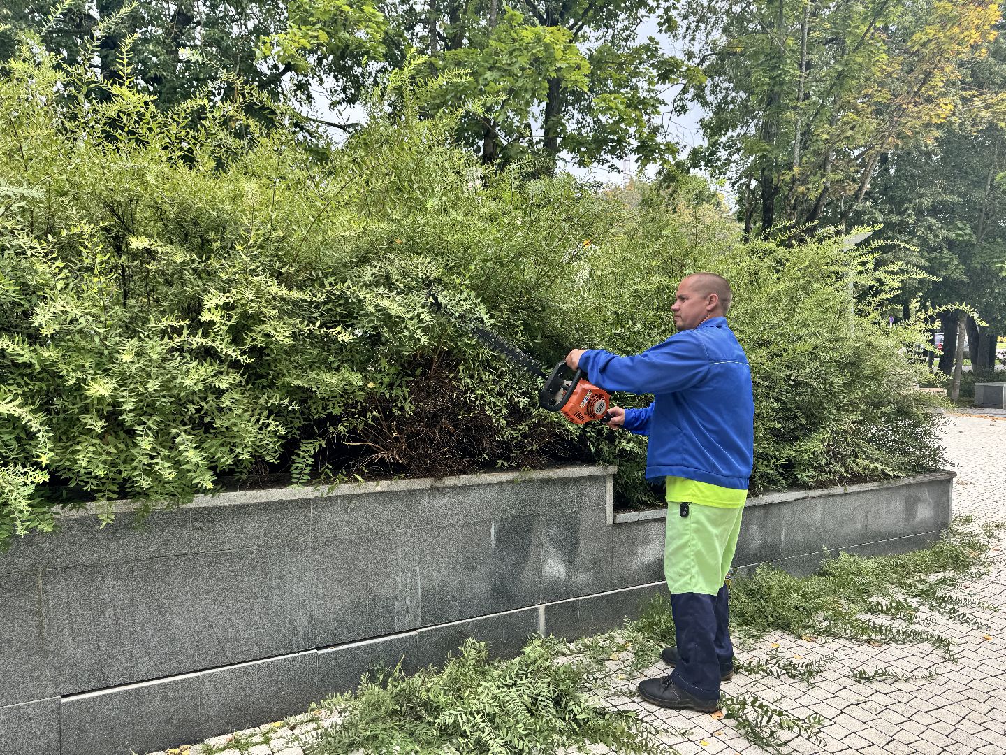 Шаховская, шаховская, благоуйстройство, подрезка кустов,