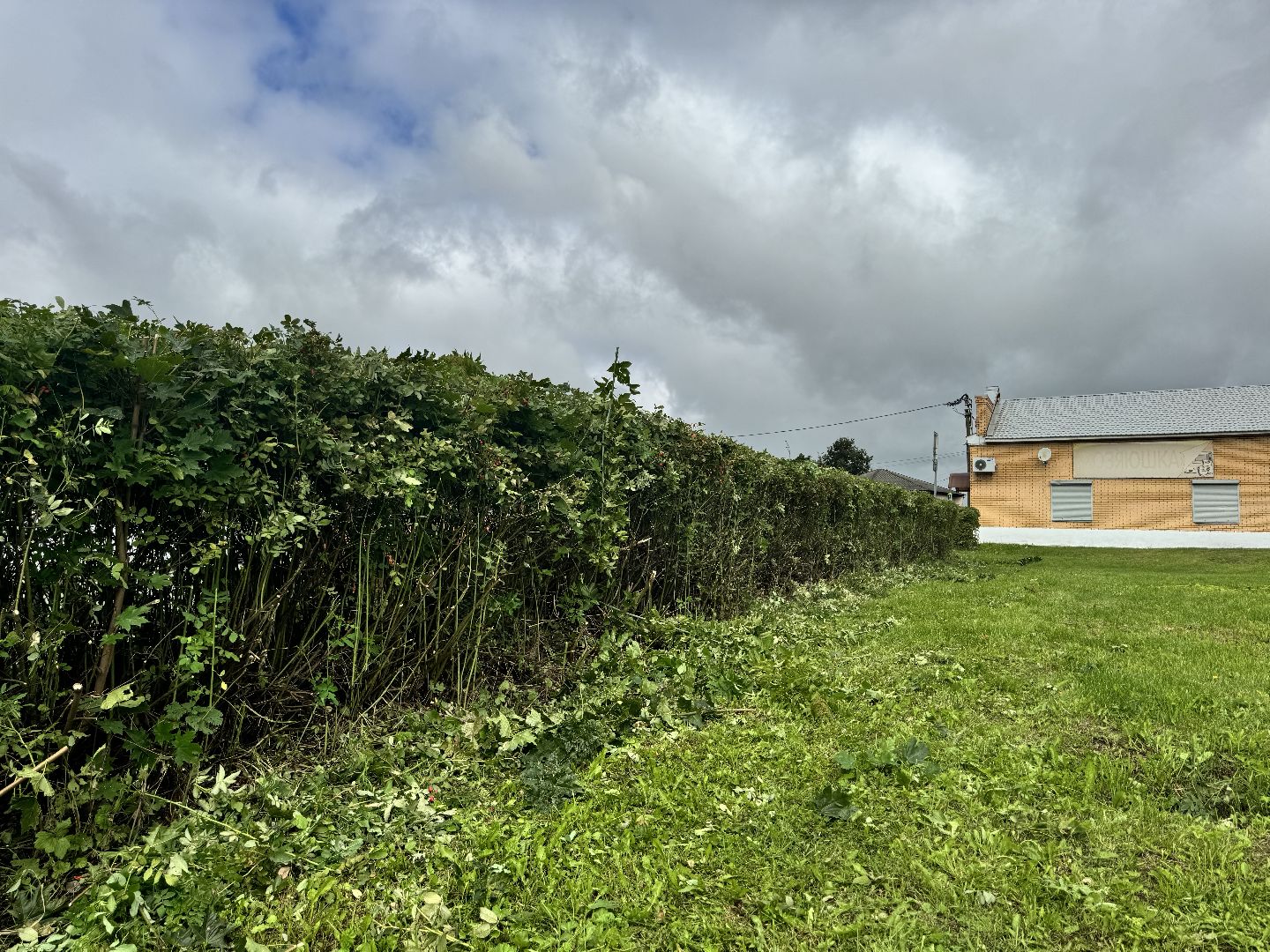 Шаховская, шаховская, благоуйстройство, подрезка кустов,