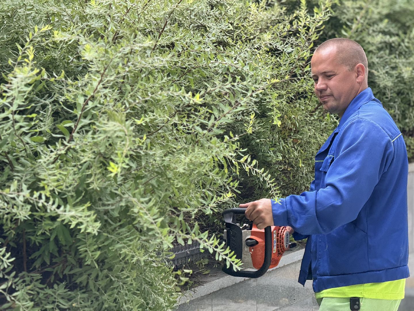 Шаховская, шаховская, благоуйстройство, подрезка кустов,