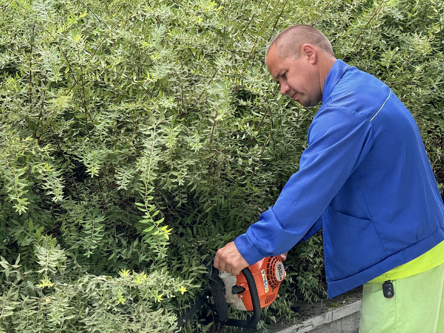 Шаховская, шаховская, благоуйстройство, подрезка кустов,