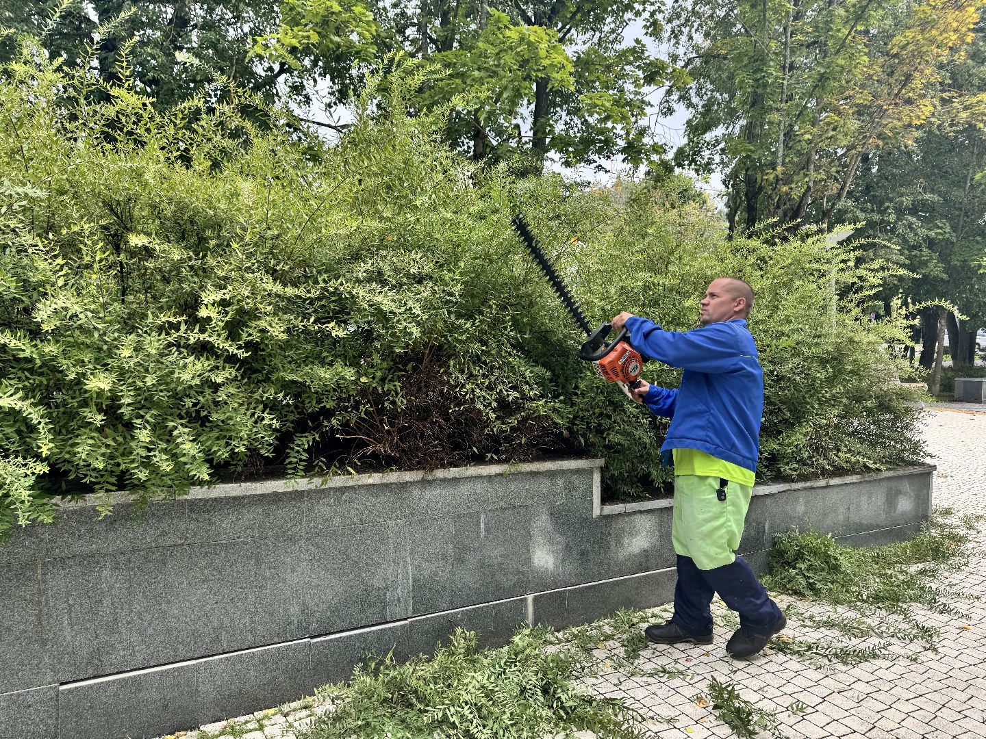Шаховская, шаховская, благоуйстройство, подрезка кустов,