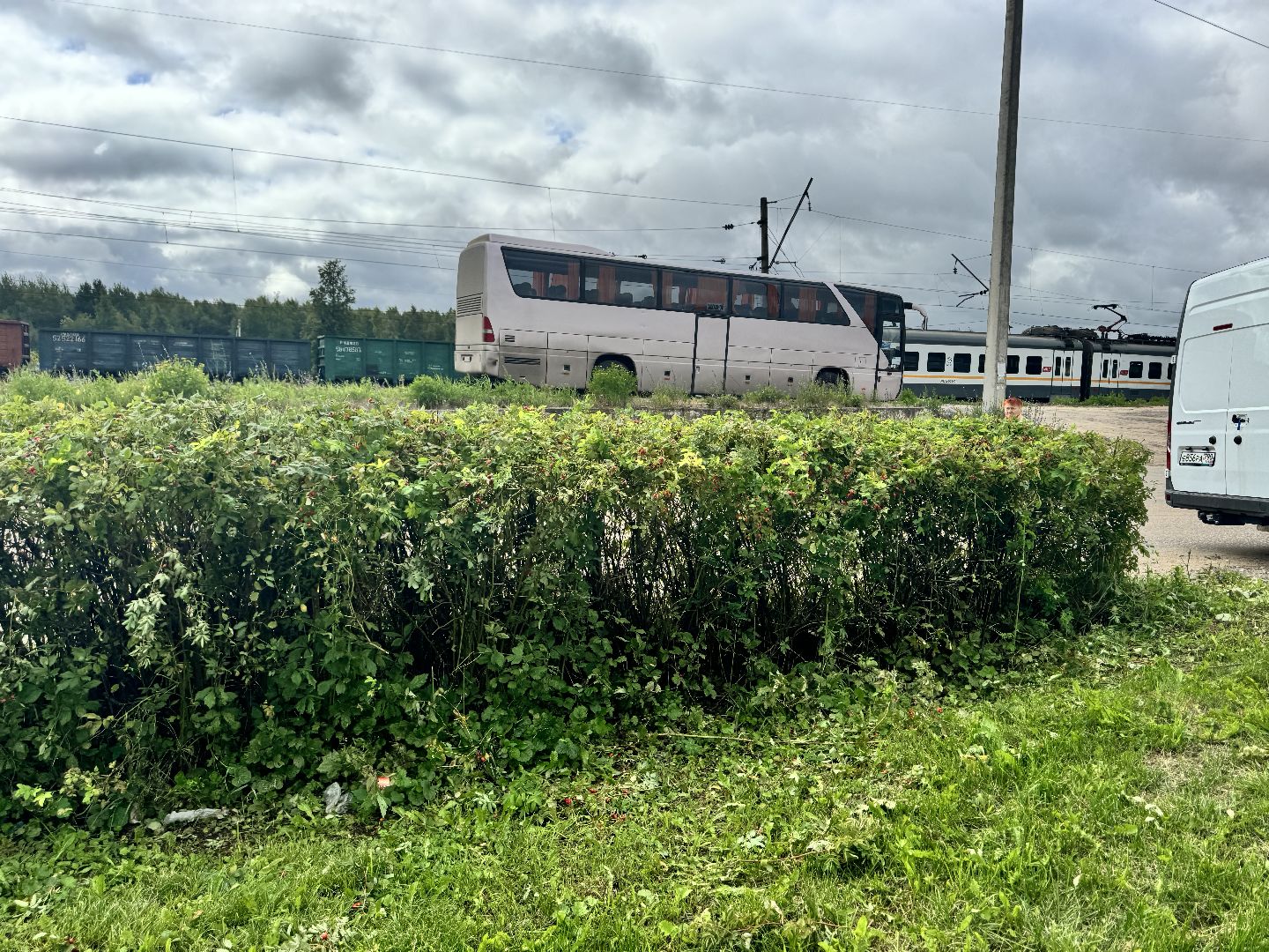 Шаховская, шаховская, благоуйстройство, подрезка кустов,