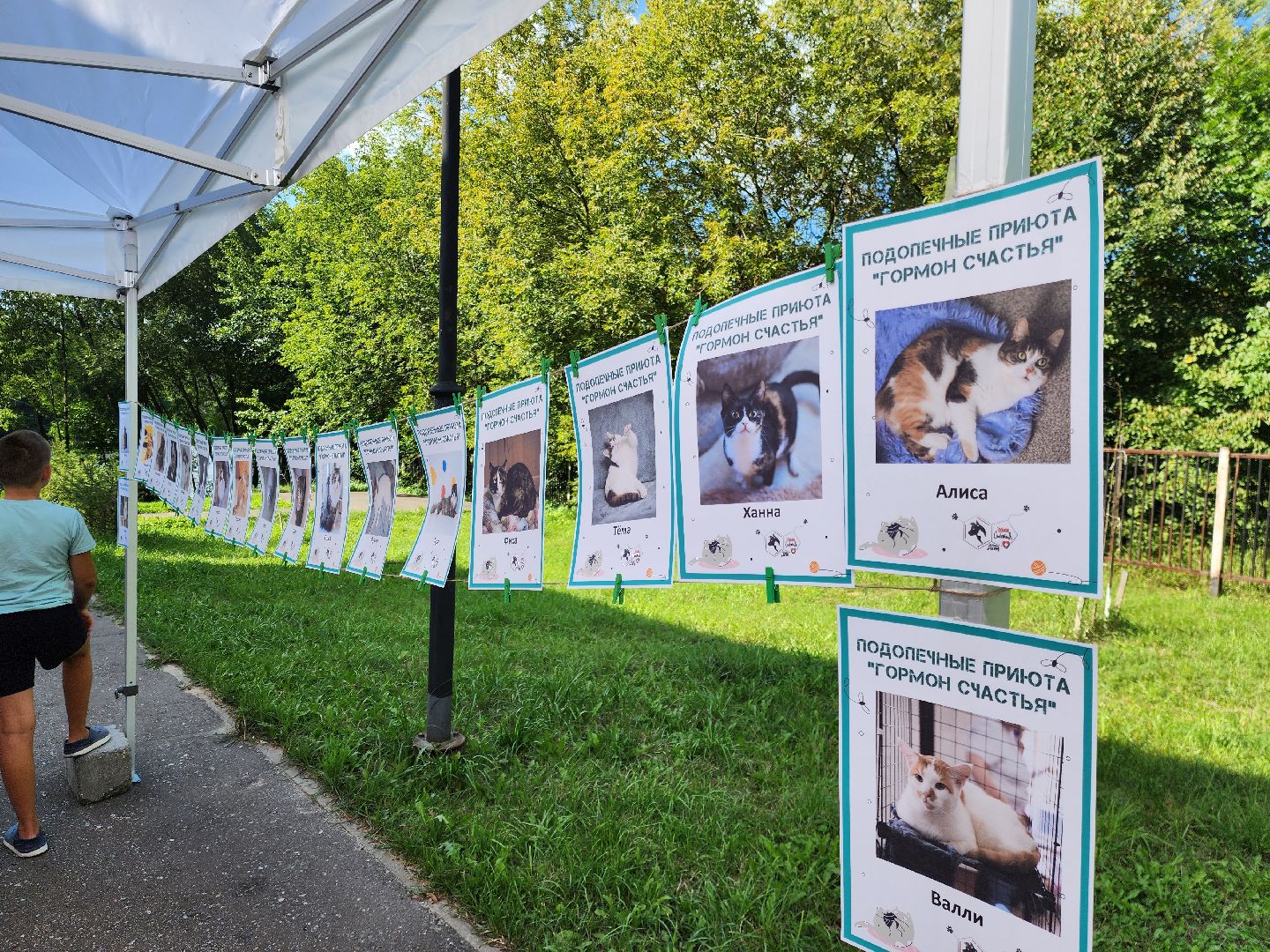 рок в защиту животных, рок фестиваль, богородский городской округ, ногинск, общество, жители, благотворительность,