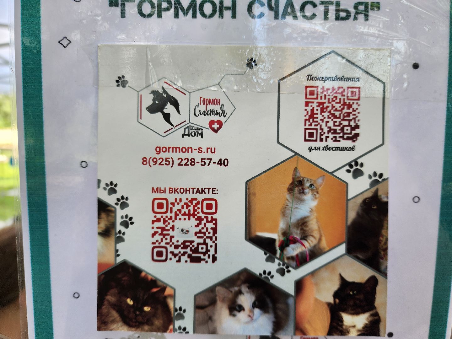 ногинск, жители, общество, рок в защиту животных, фестиваль рока, благотворительный фестиваль, кот, приют, кошачий приют, благотворительность,