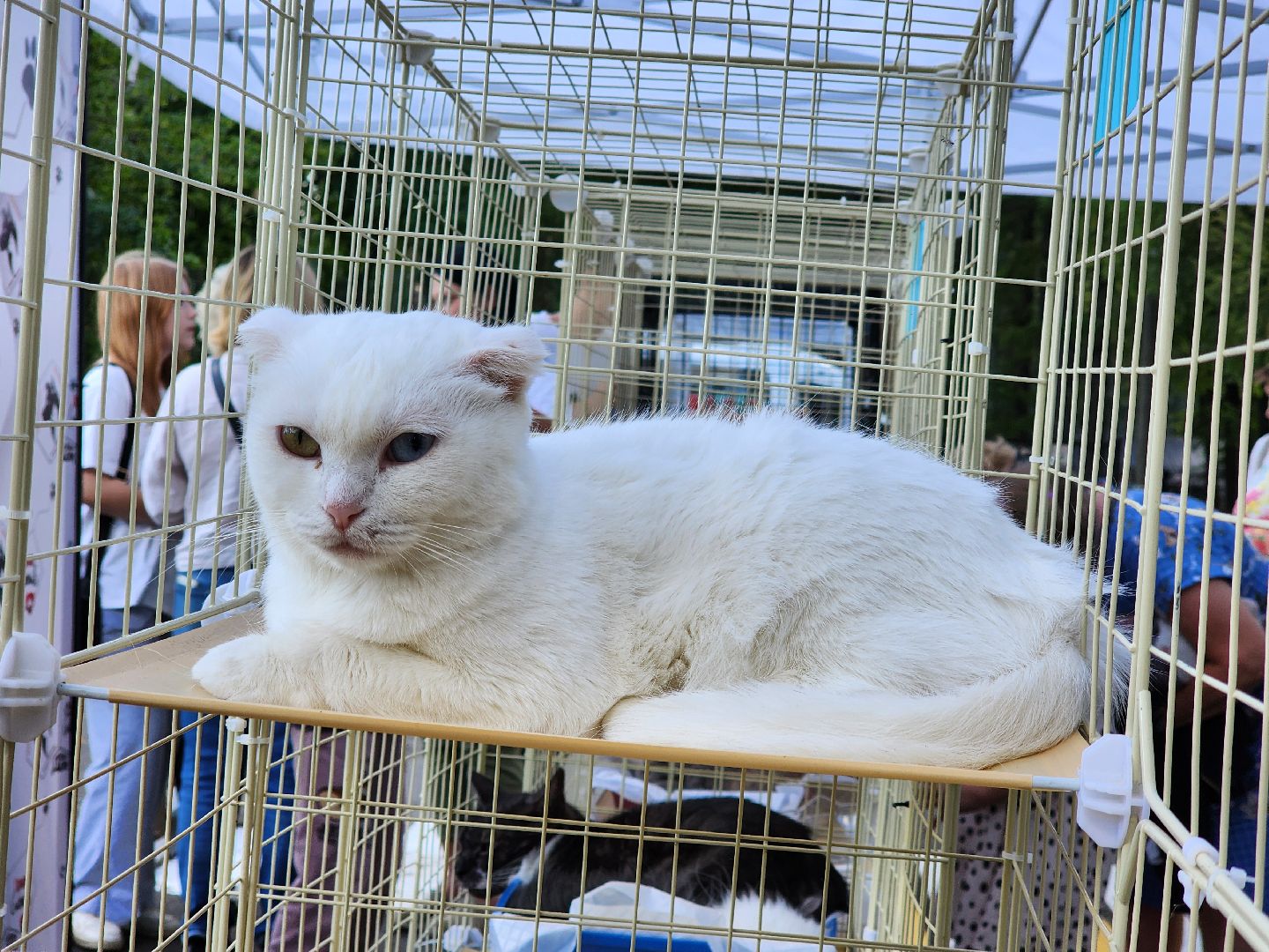 ногинск, жители, общество, рок в защиту животных, фестиваль рока, благотворительный фестиваль, кот, приют, кошачий приют, благотворительность,