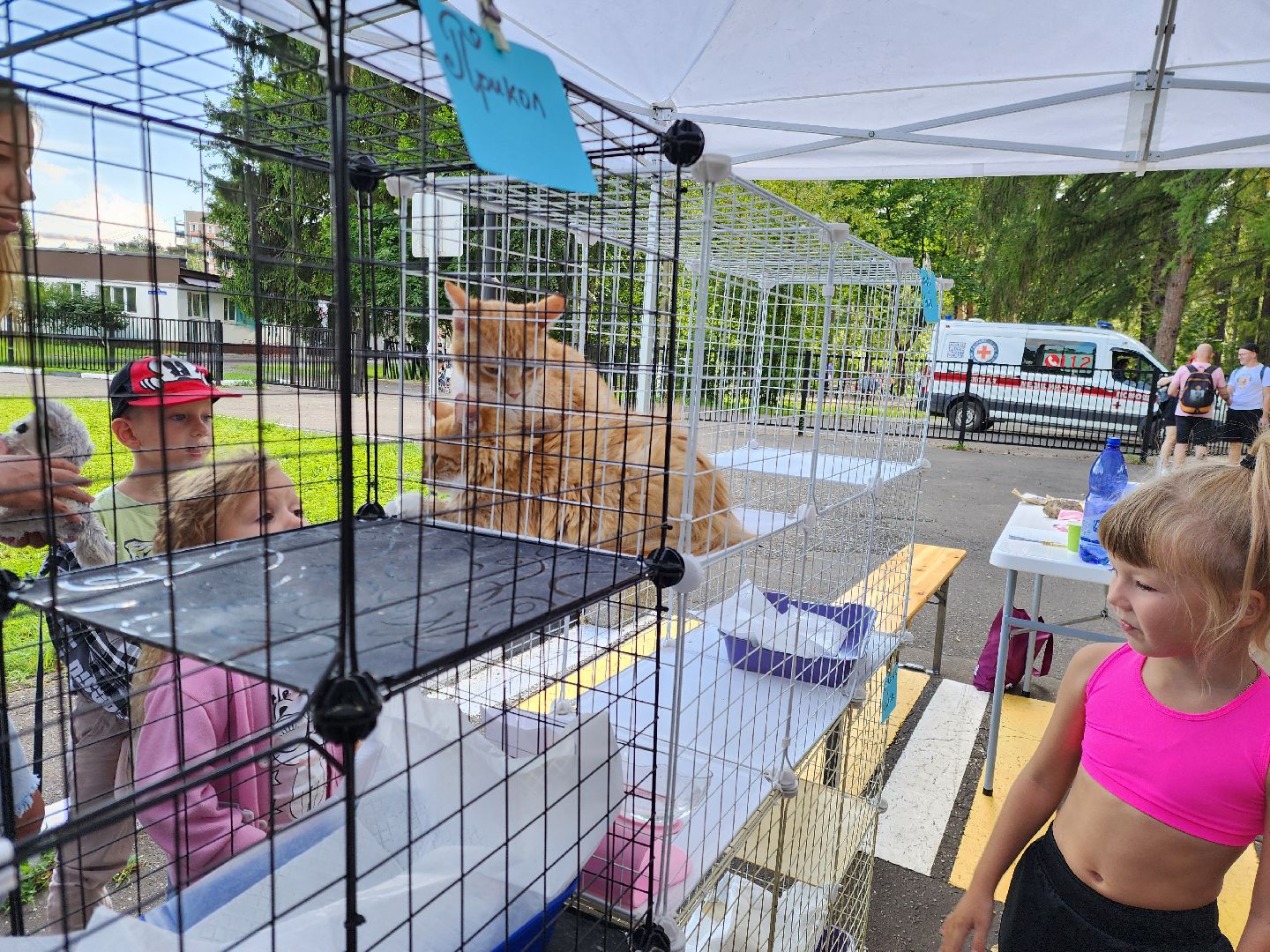 ногинск, жители, общество, рок в защиту животных, фестиваль рока, благотворительный фестиваль, кот, приют, кошачий приют, благотворительность,